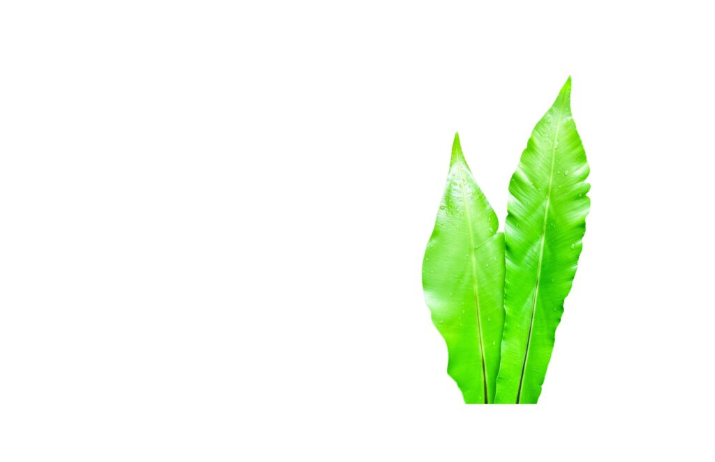 A cut-out of leaves on a white background with clipping paths. Stock Free