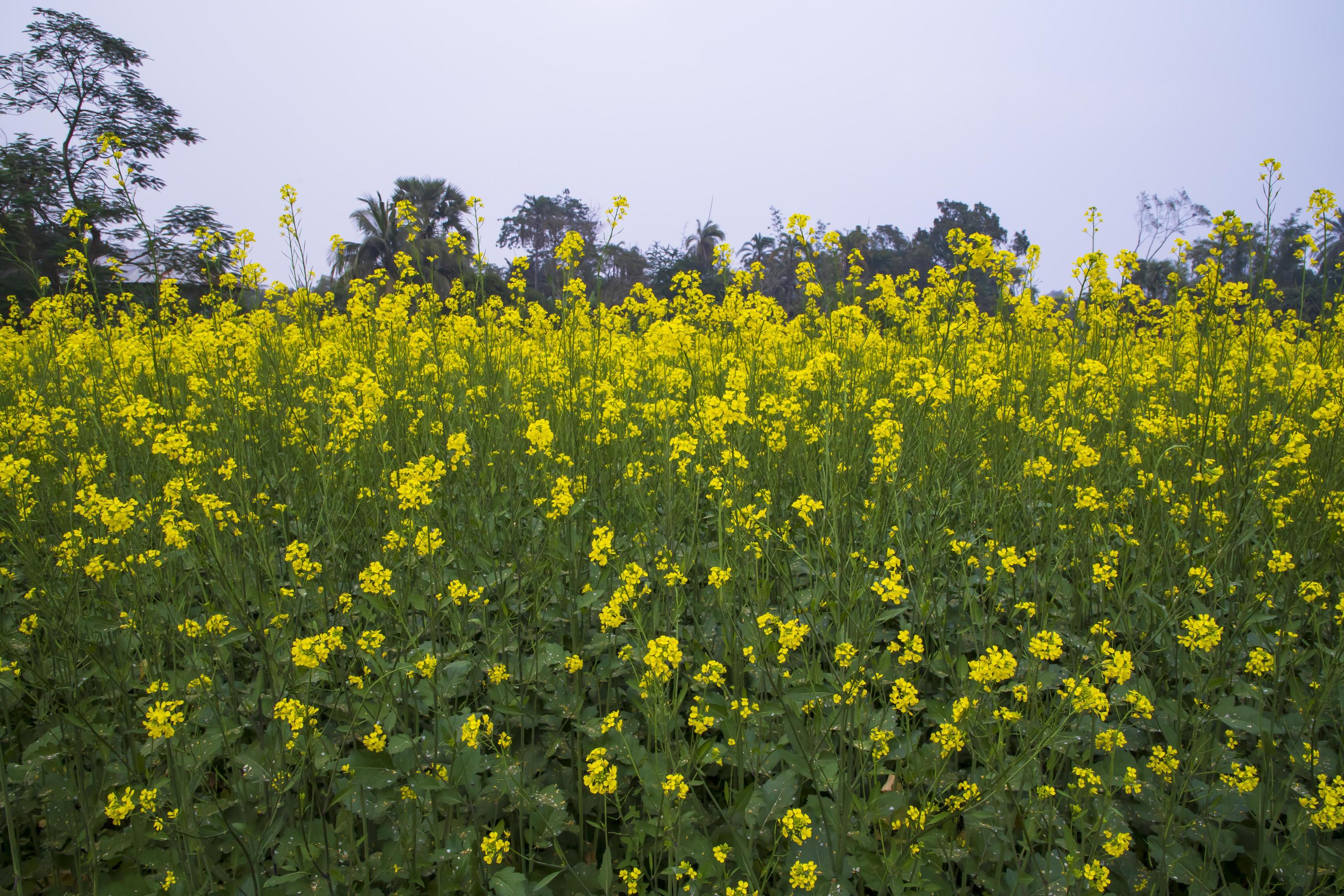 Yellow Rapeseed flowers in the field with blue sky. selective focus Natural landscape view Stock Free