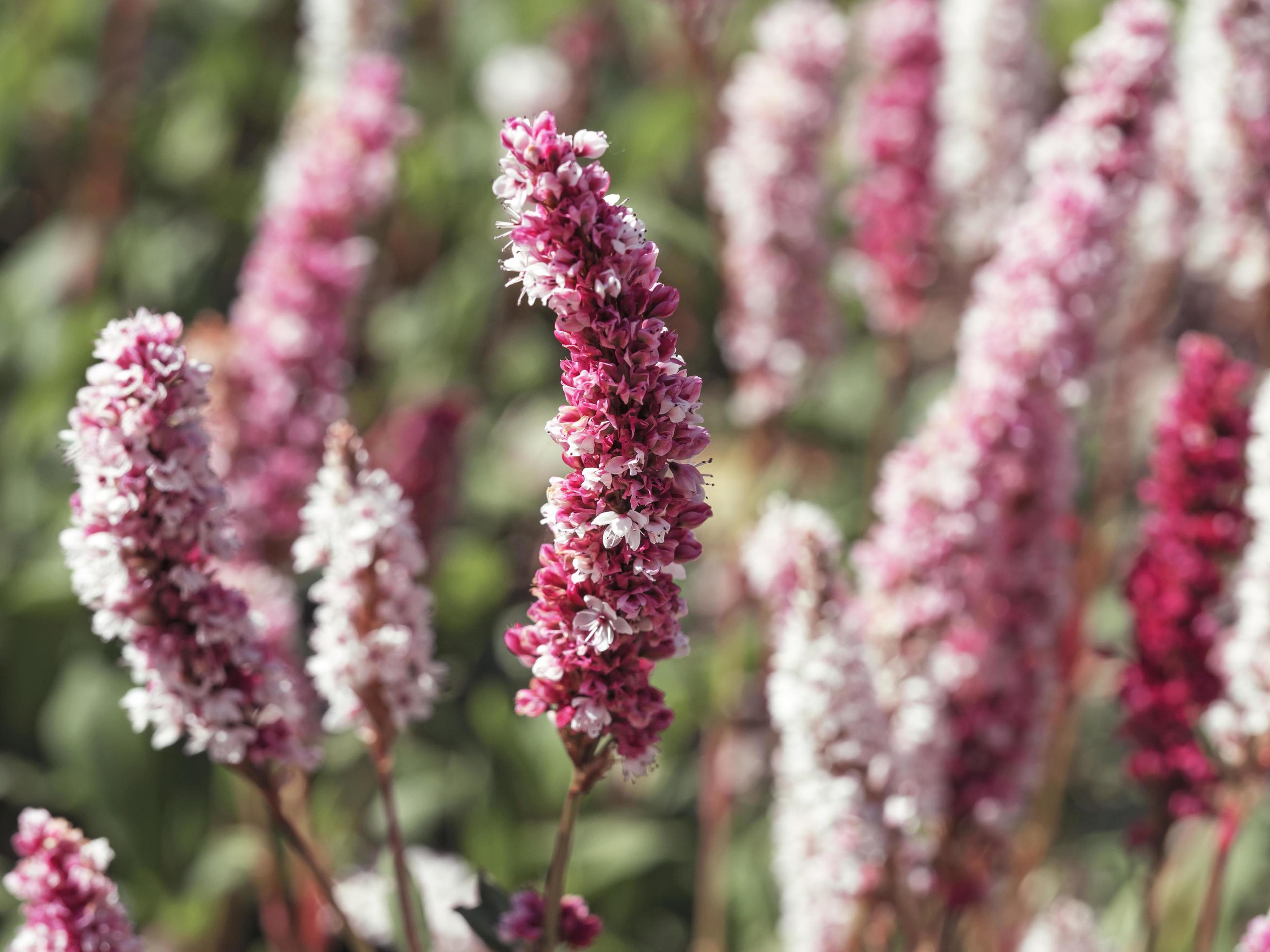 Closeup of a Persicaria bistort flower spike Stock Free