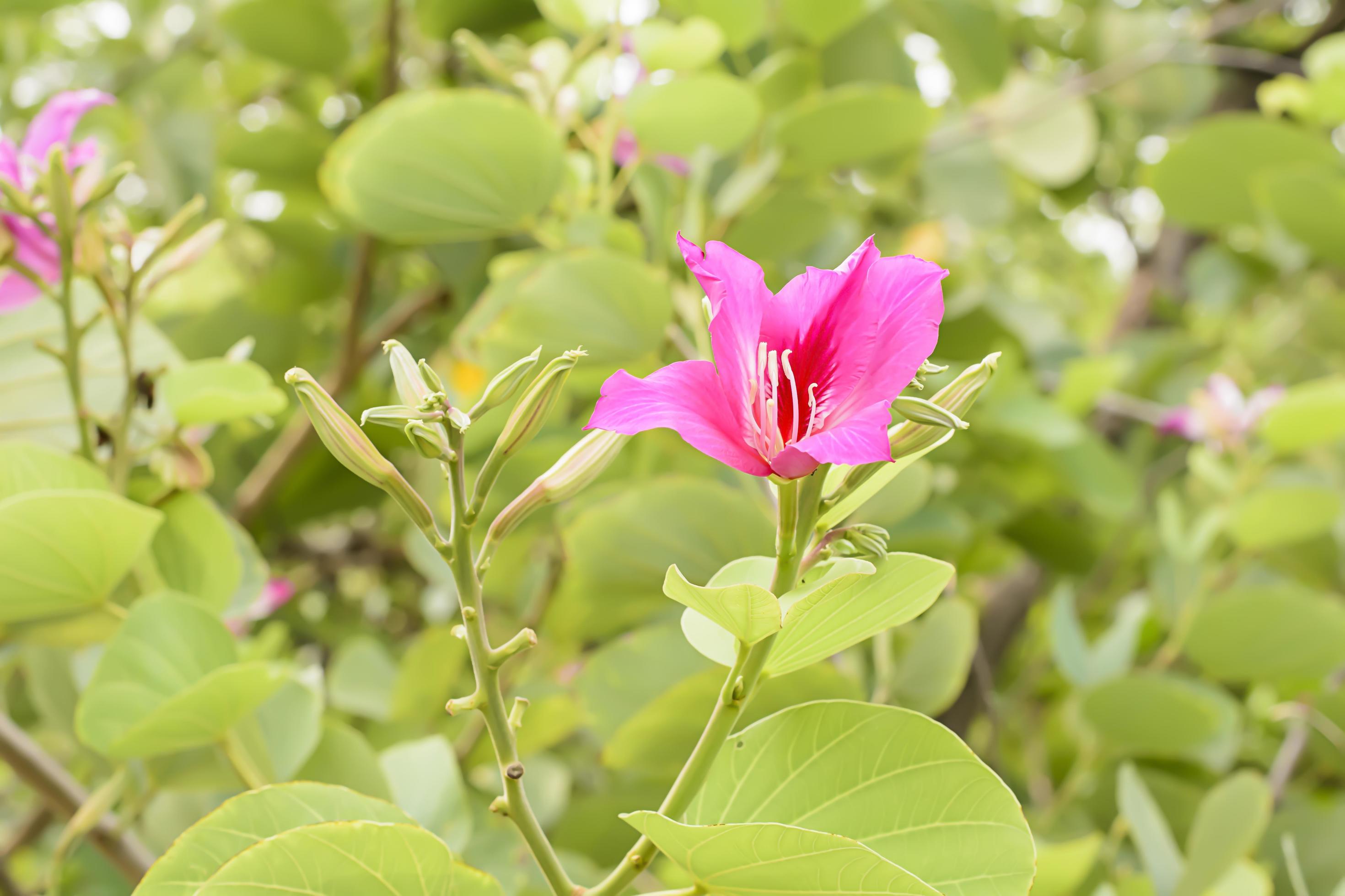 The flowers are beautiful and refreshing.Its beautiful Stock Free