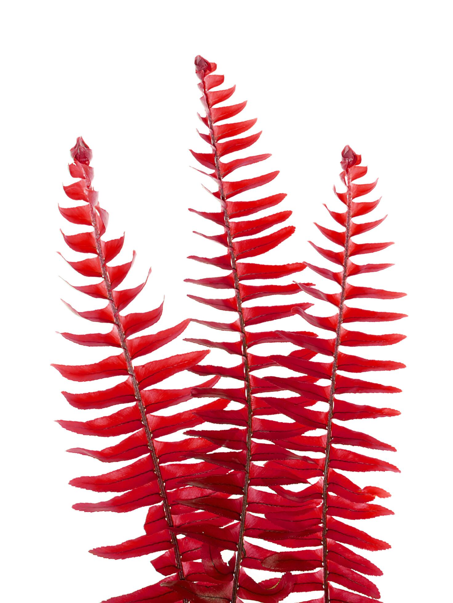 Close up fern leaf on white background. Stock Free