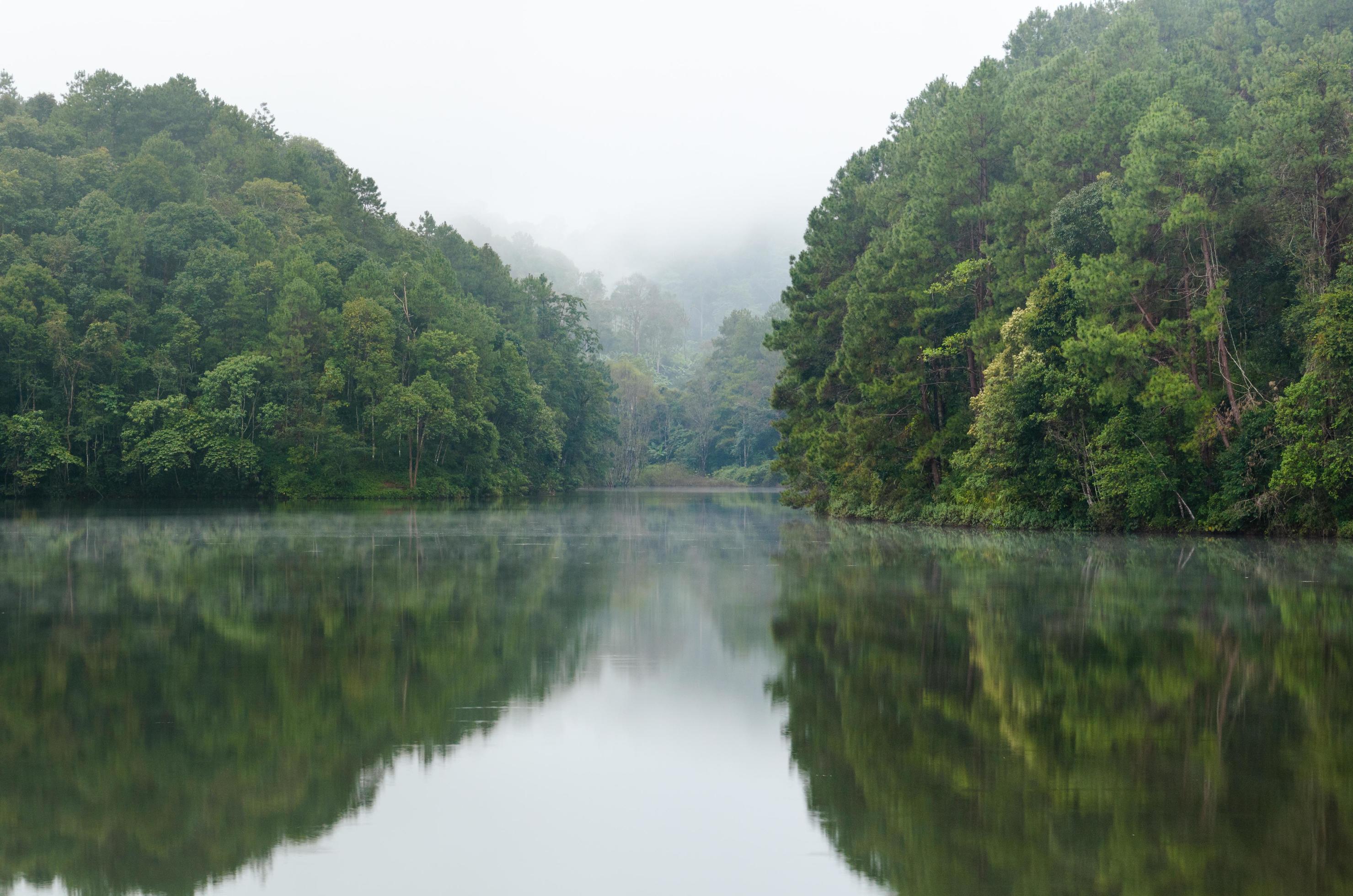 Nature landscape at dawn of lakes and pine forests Stock Free