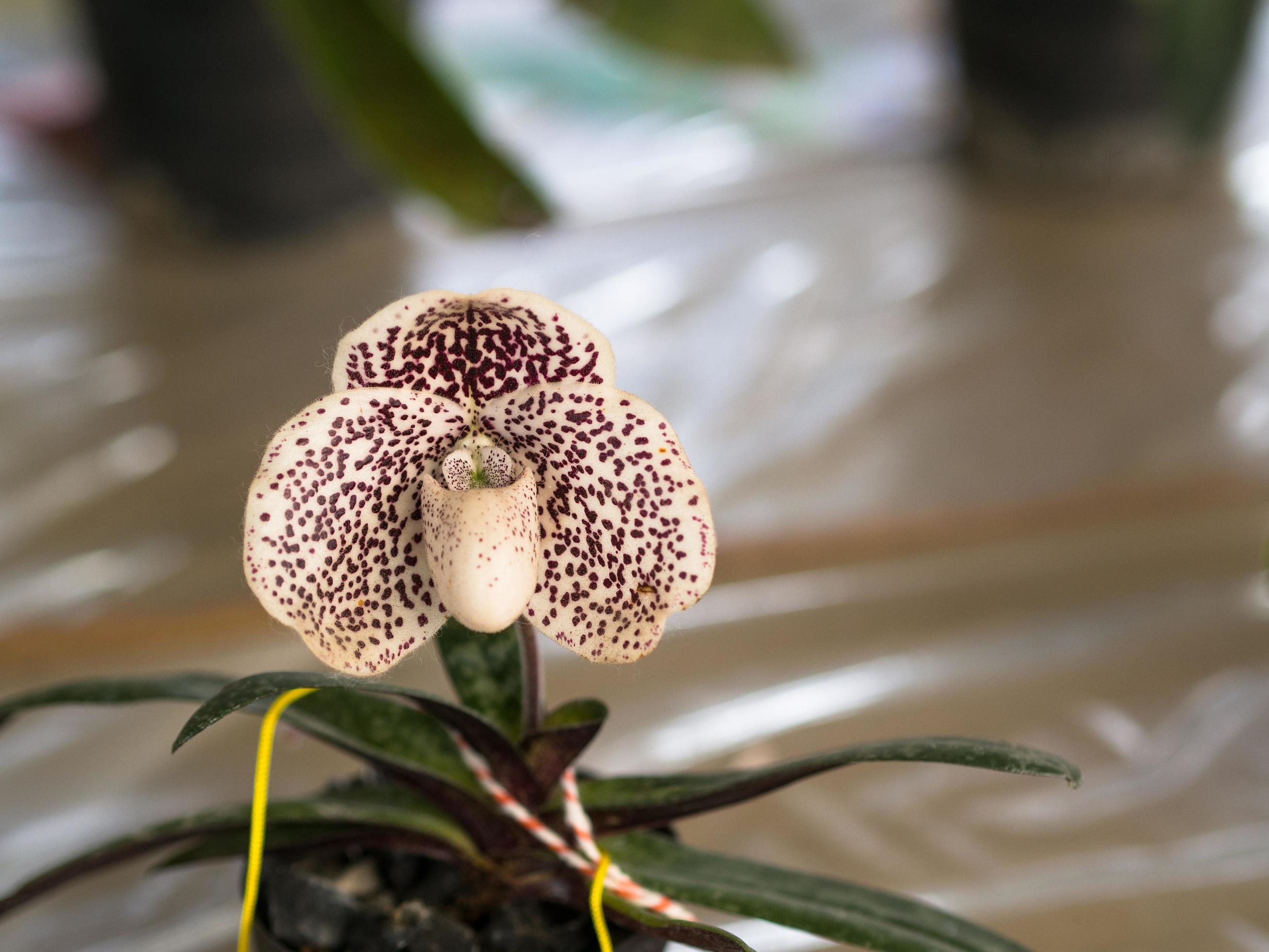 Lady’s Slipper Paphiopedilum godefroyae flowers in the park Stock Free