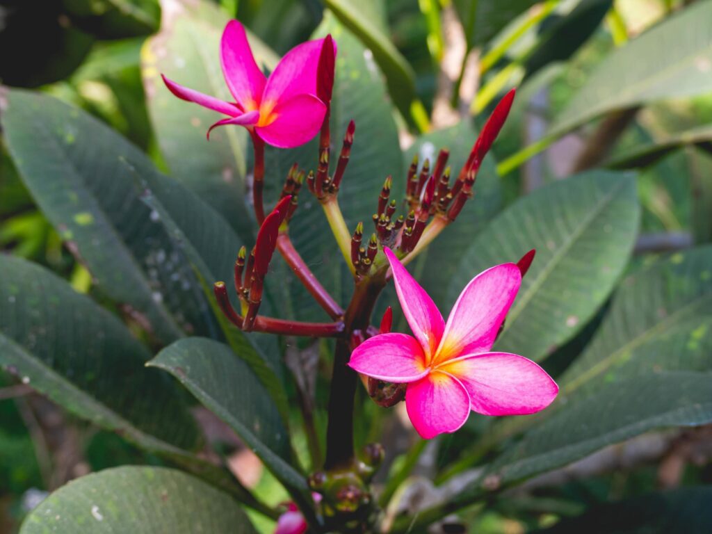 flower and nature Stock Free