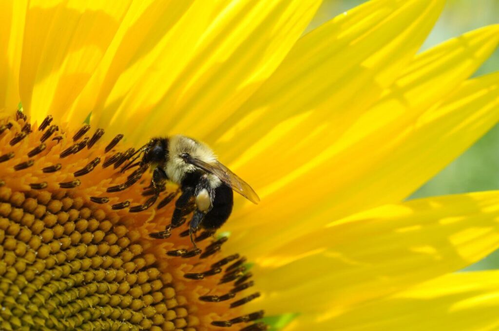 Bee on Yellow Flower Stock Free