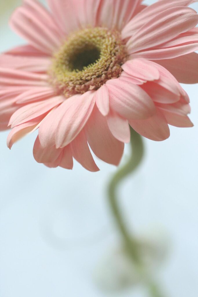 Beautiful flower close up on blur background Stock Free