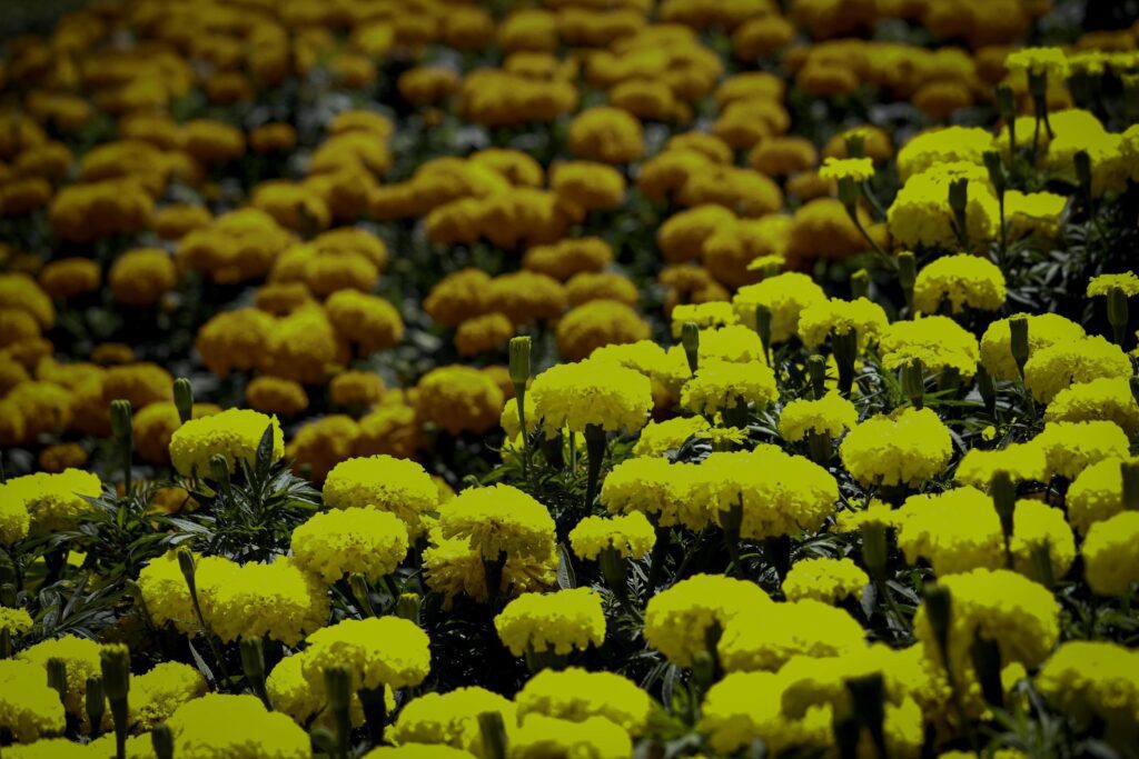 Beautiful yellow marigold flowers blooming in the summer garden Stock Free