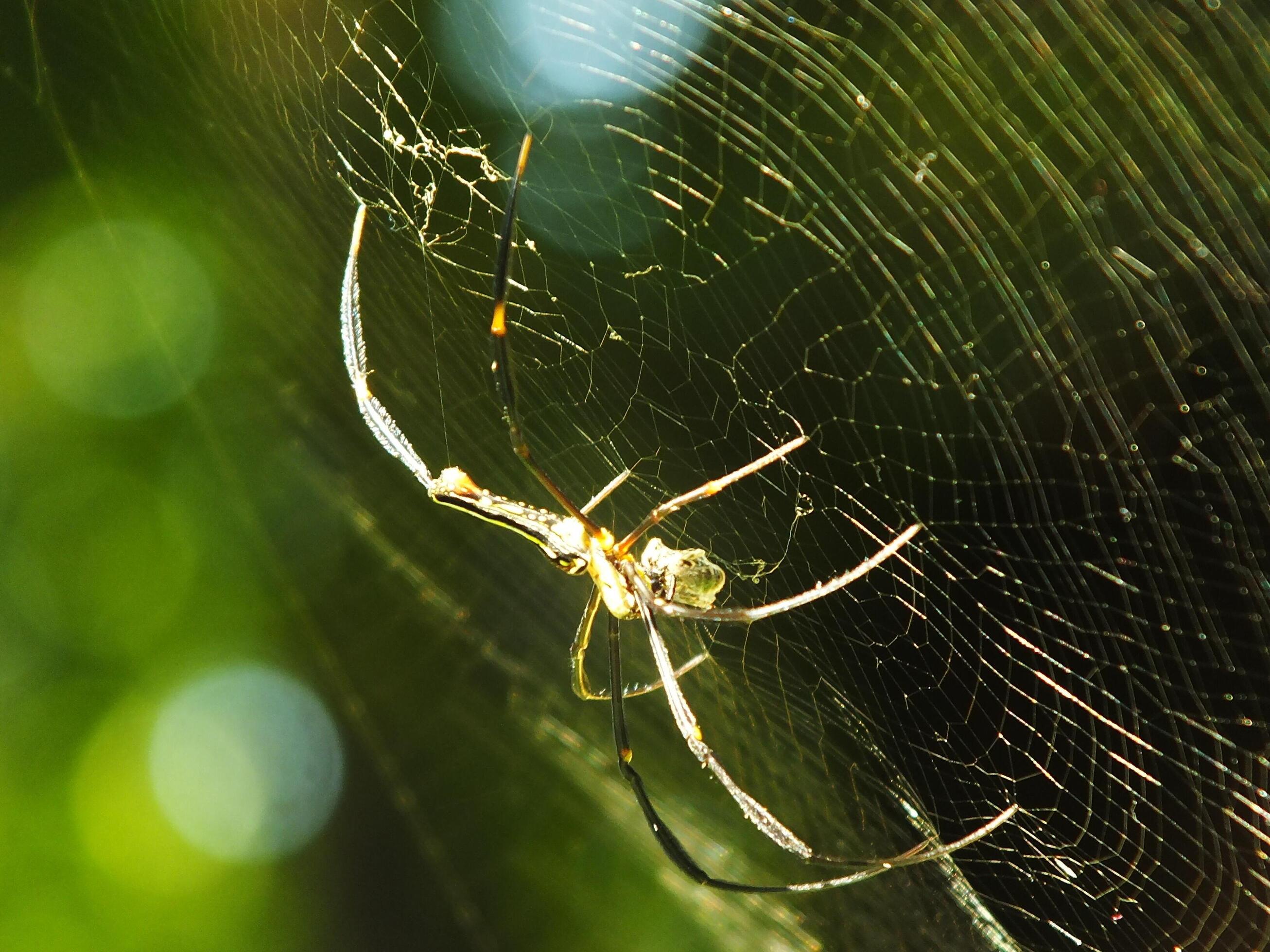 Spider in the cobweb with natural green forest background. A large spider waits patiently in its web for some prey Stock Free