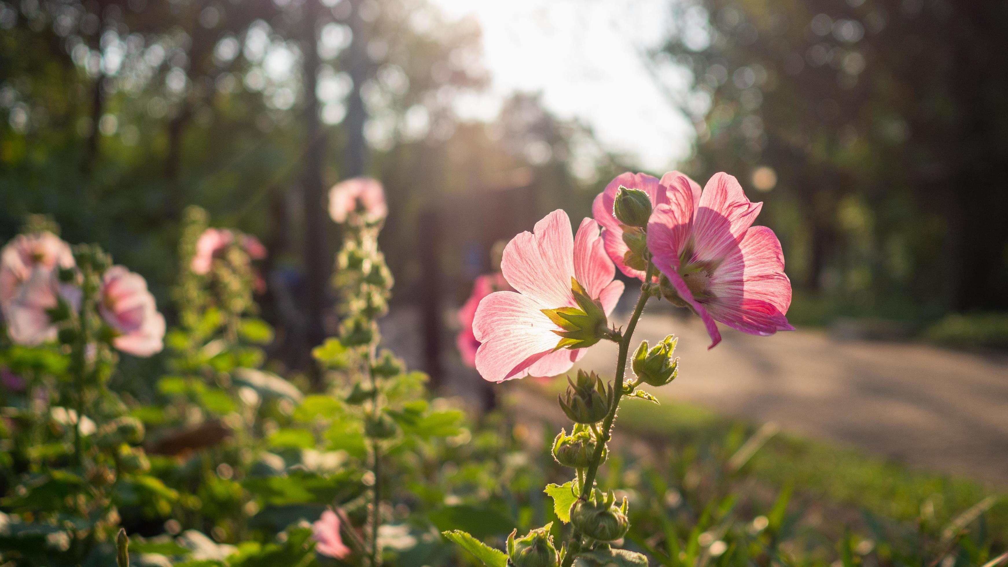 Hollyhock grows in the garden. The sun shines on the flowers in the evening. Stock Free