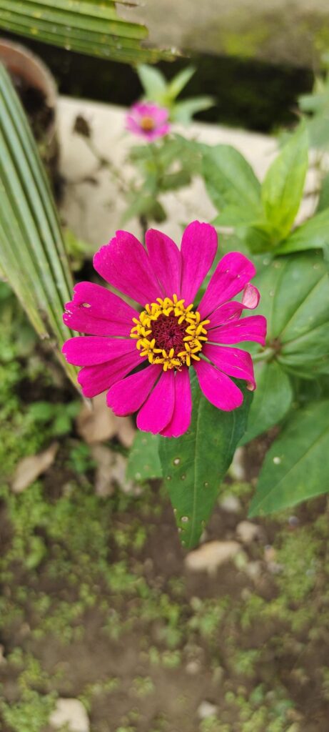 Beautiful flower portrait in a garden next to the house Stock Free