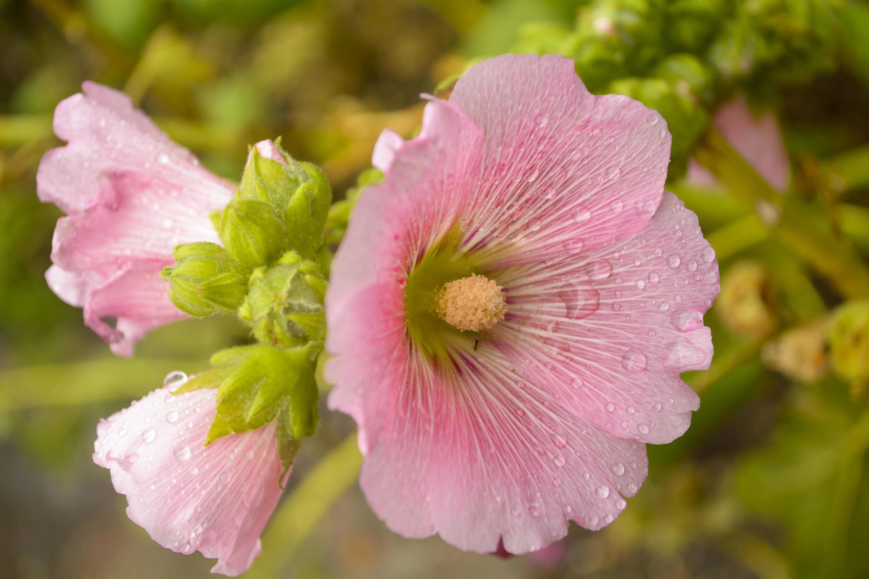 Hollyhock flower in the garden. Stock Free