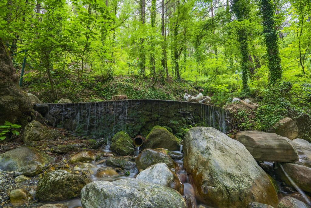 Mountain river stream waterfall green forest Landscape nature plant tree rainforest jungle Stock Free