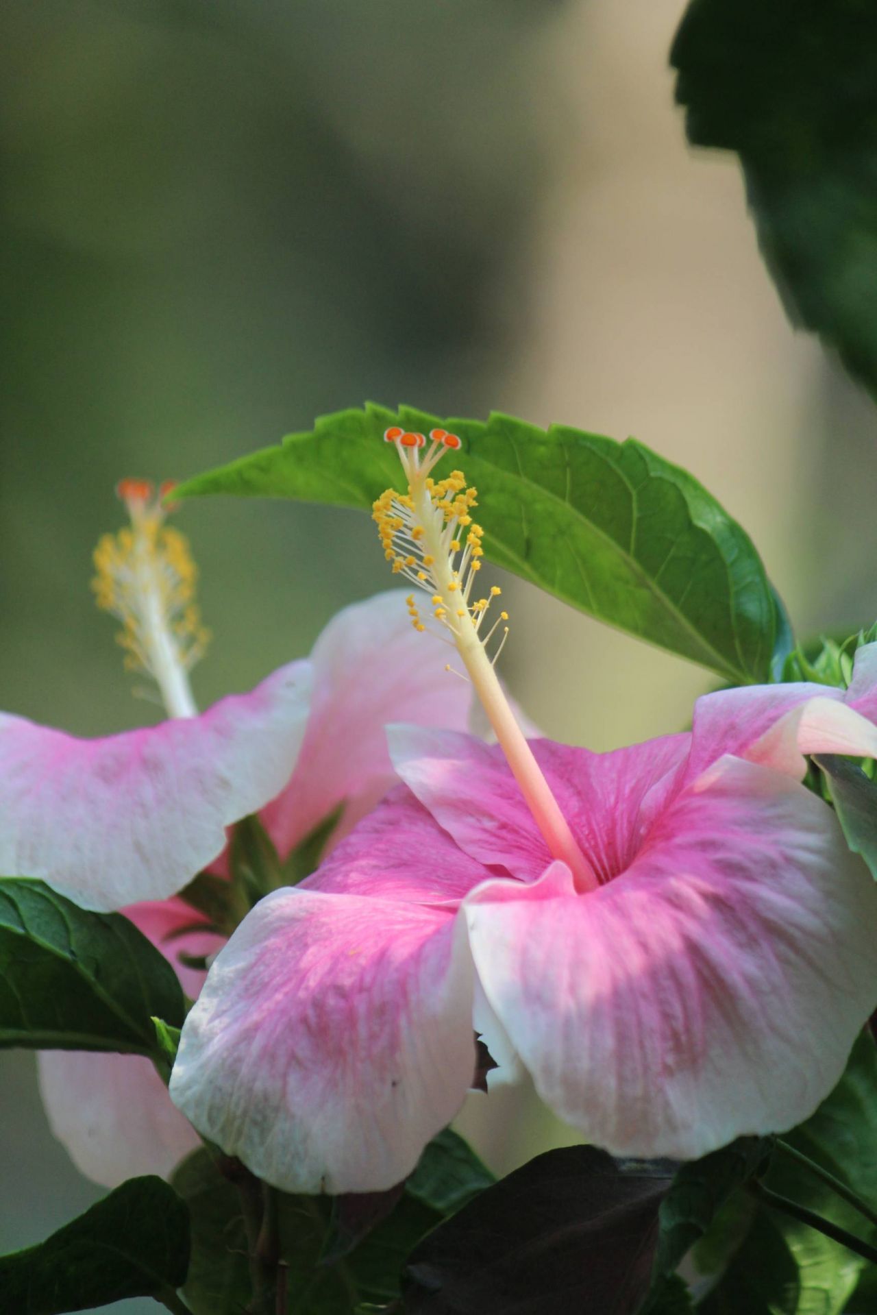 Pink White Hibiscus Rose Mallow Stock Free