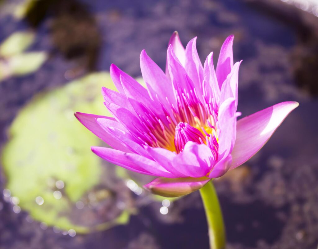 Violet water lily lotus flowers in the pool Stock Free