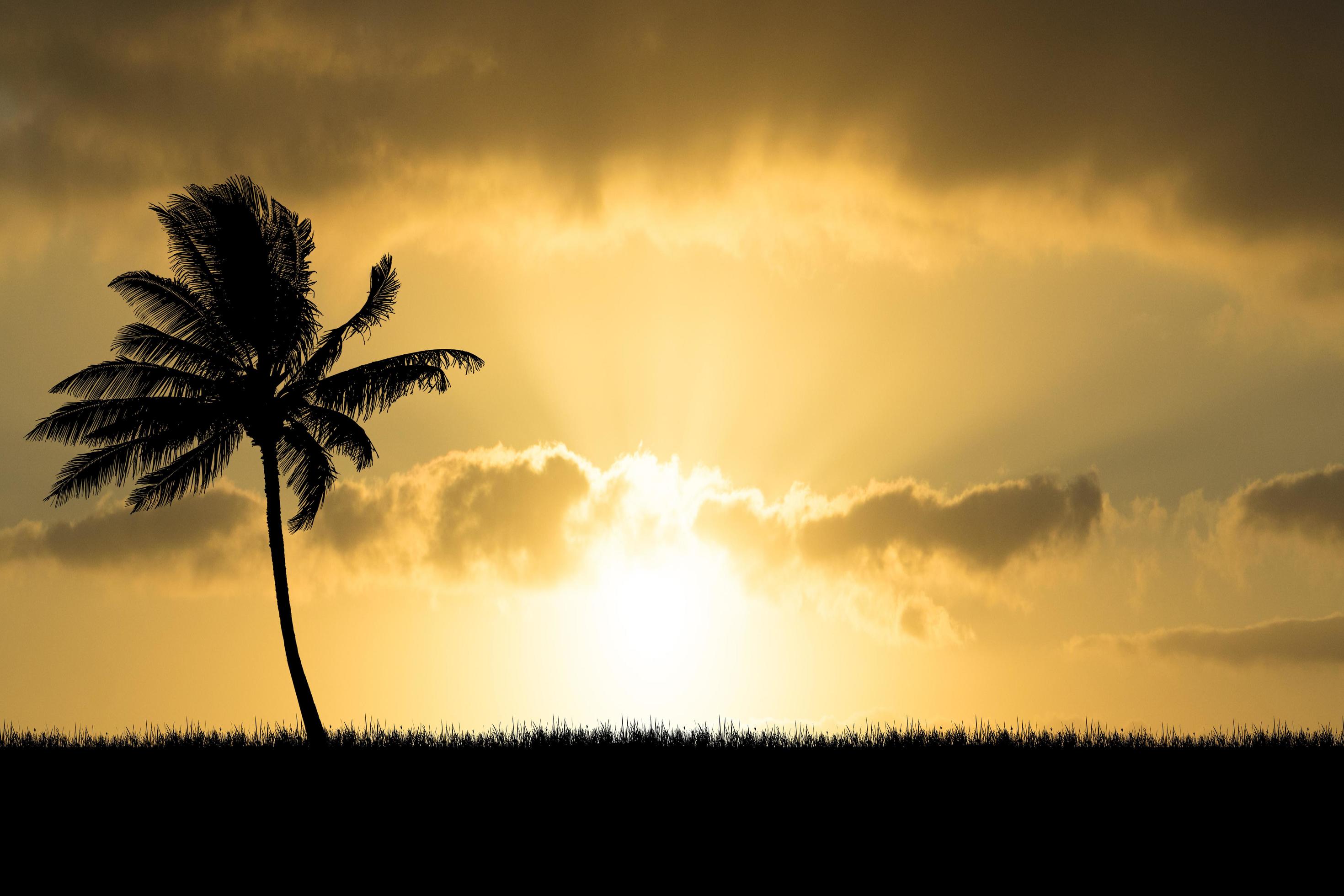 Coconut tree silhouette with beautiful natural light. for use as a background. nature view and sunset concept Stock Free