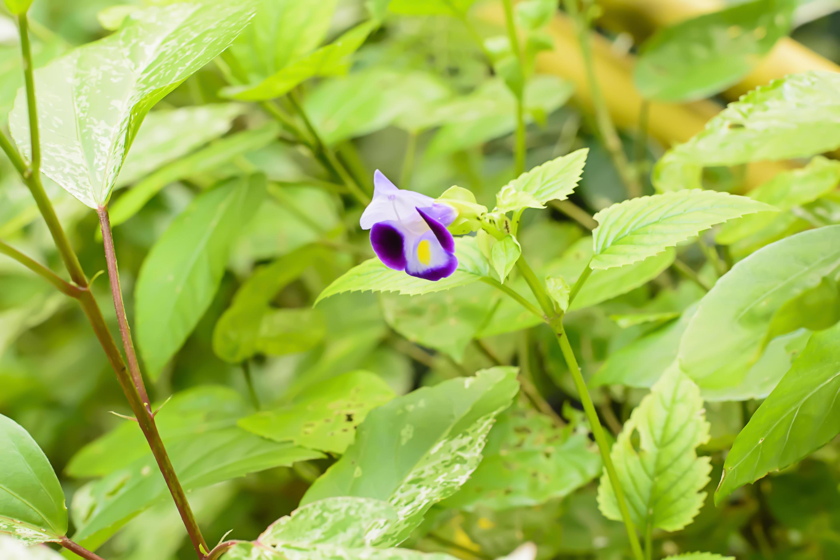 The flowers are beautiful and refreshing.Its beautiful Stock Free