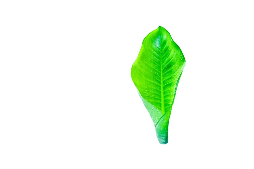 A cut-out of leaves on a white background with clipping paths. Stock Free