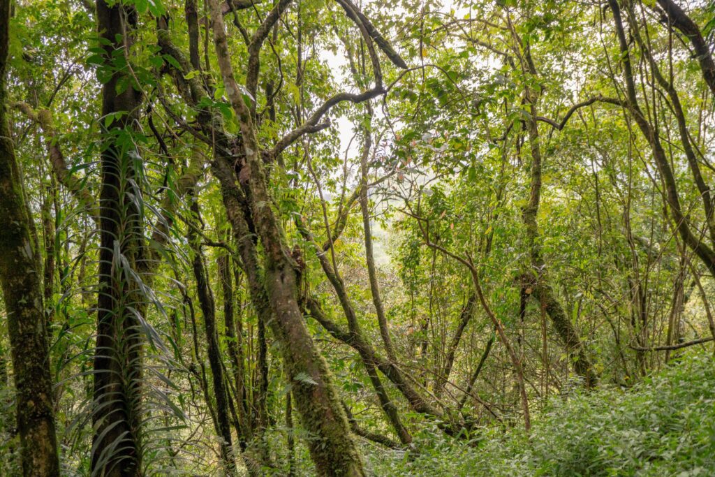 The way going to deep forest when spring time. The photo is suitable to use for adventure content media, nature poster and forest background. Stock Free