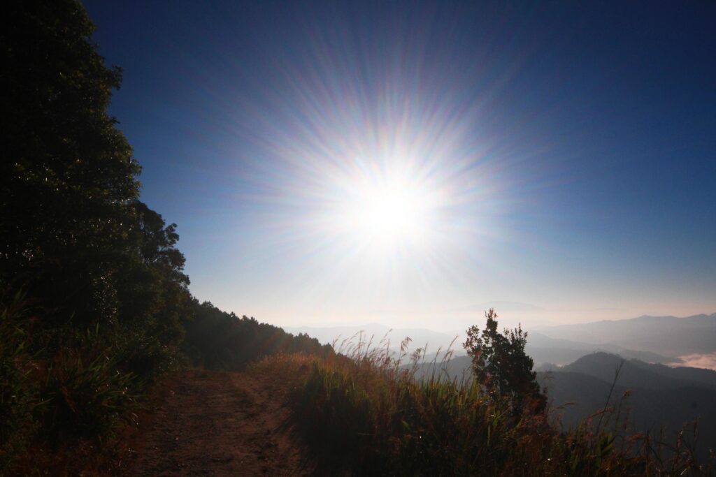 Beautiful bloming wild and forest in twilight sunset and natural fog with sunlight shining on mountain Stock Free