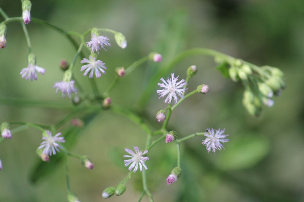 
									Blue Purple Flowers Stock Free