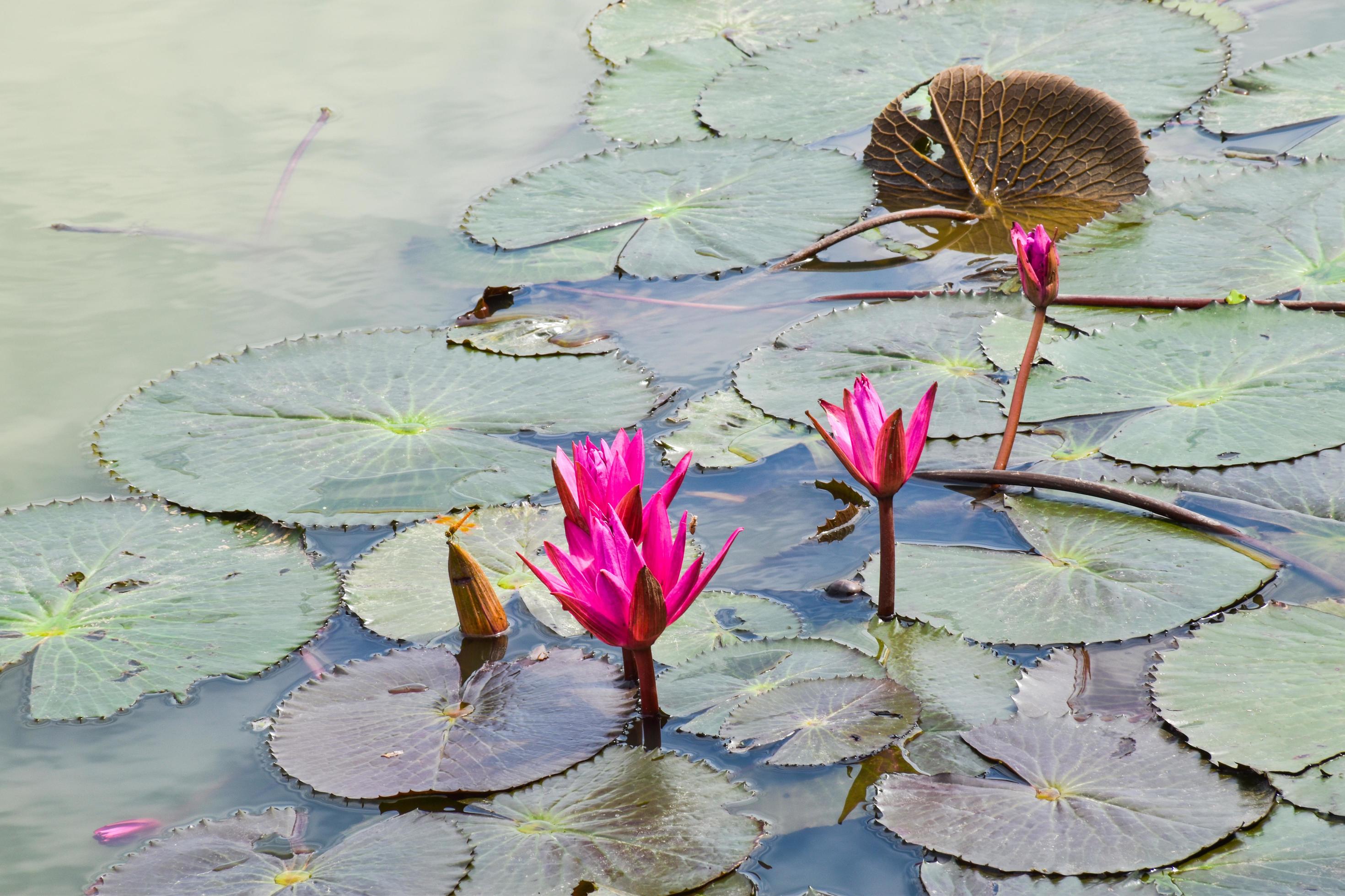 blooming lotus flowers and leaves beauty nature in lake phatthalung Stock Free