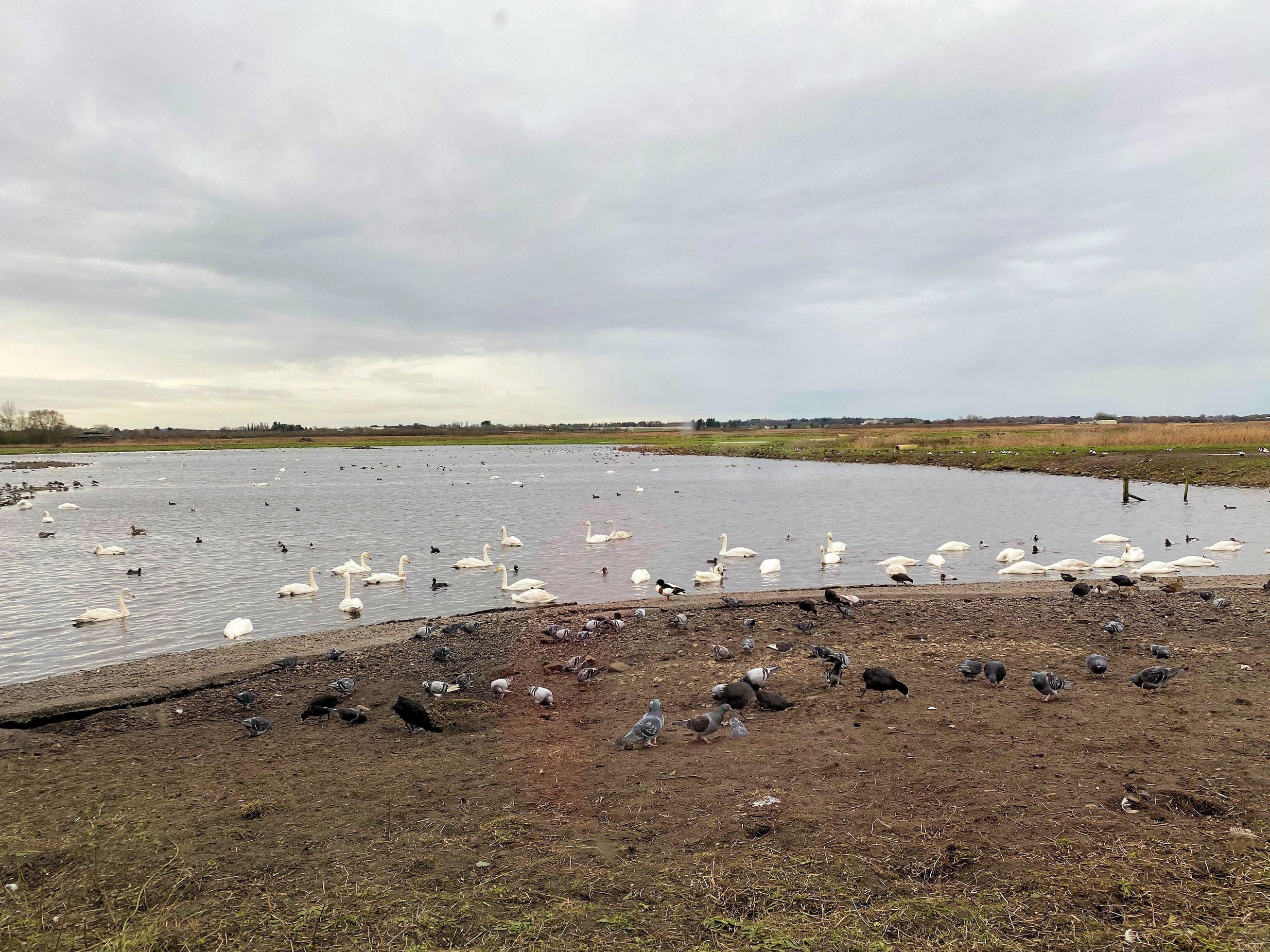 A view of some birds at Martin Mere Nature Reserve Stock Free