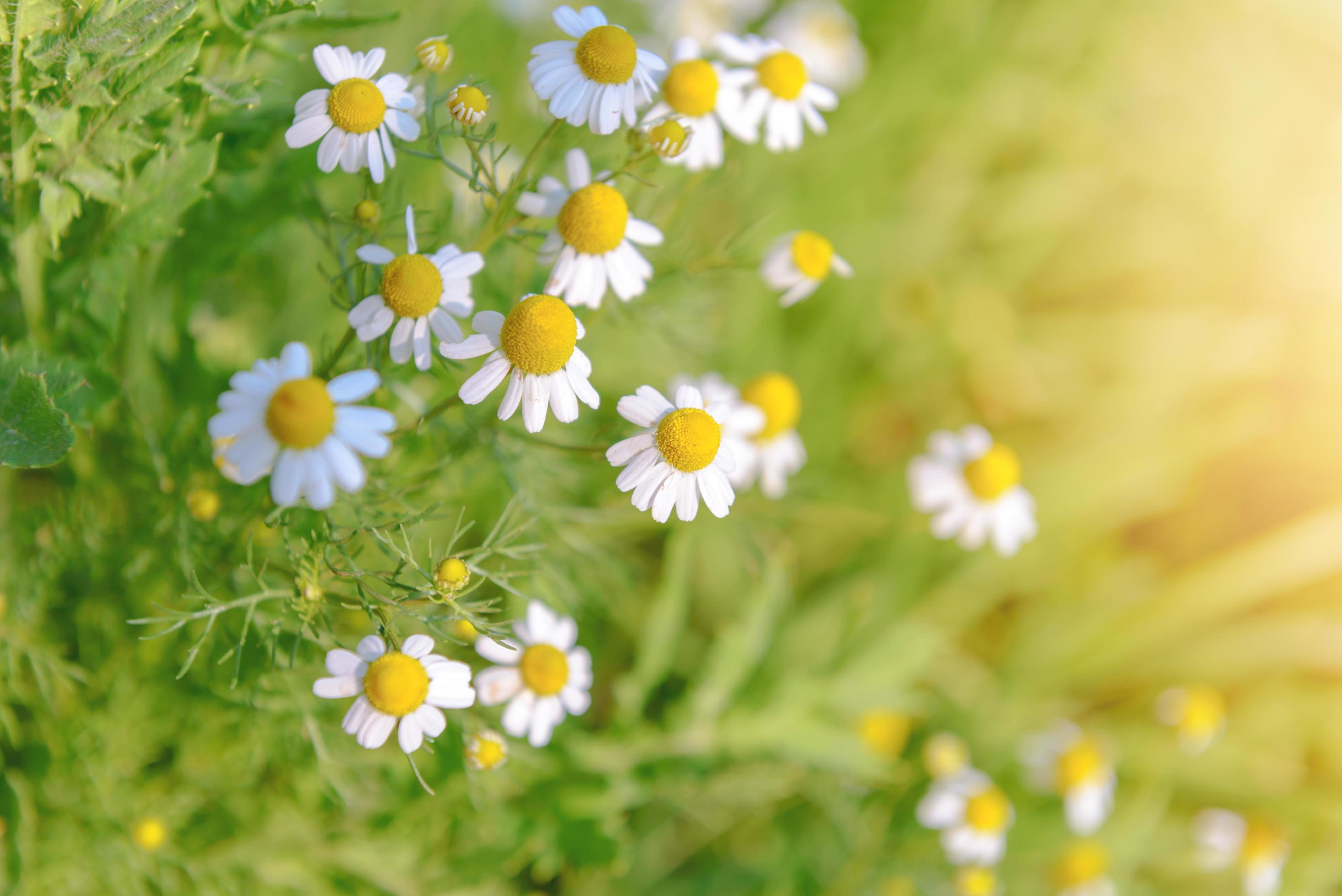 Many white daisy flowers on green meadow Stock Free