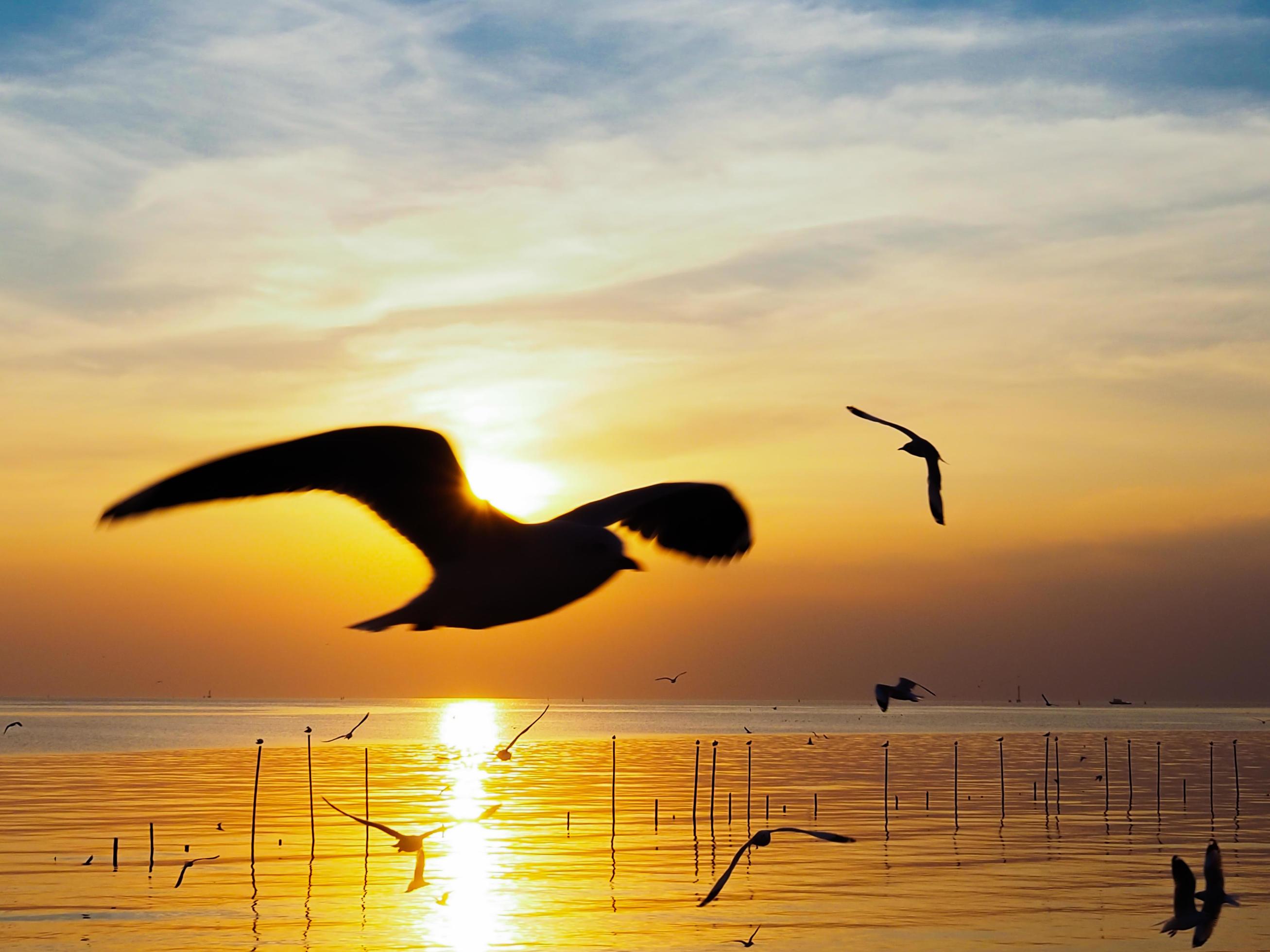 Flock of birds flies above the sea surface. Bird flying back to nest in natural sea and golden sky background during beautiful sunset. Stock Free