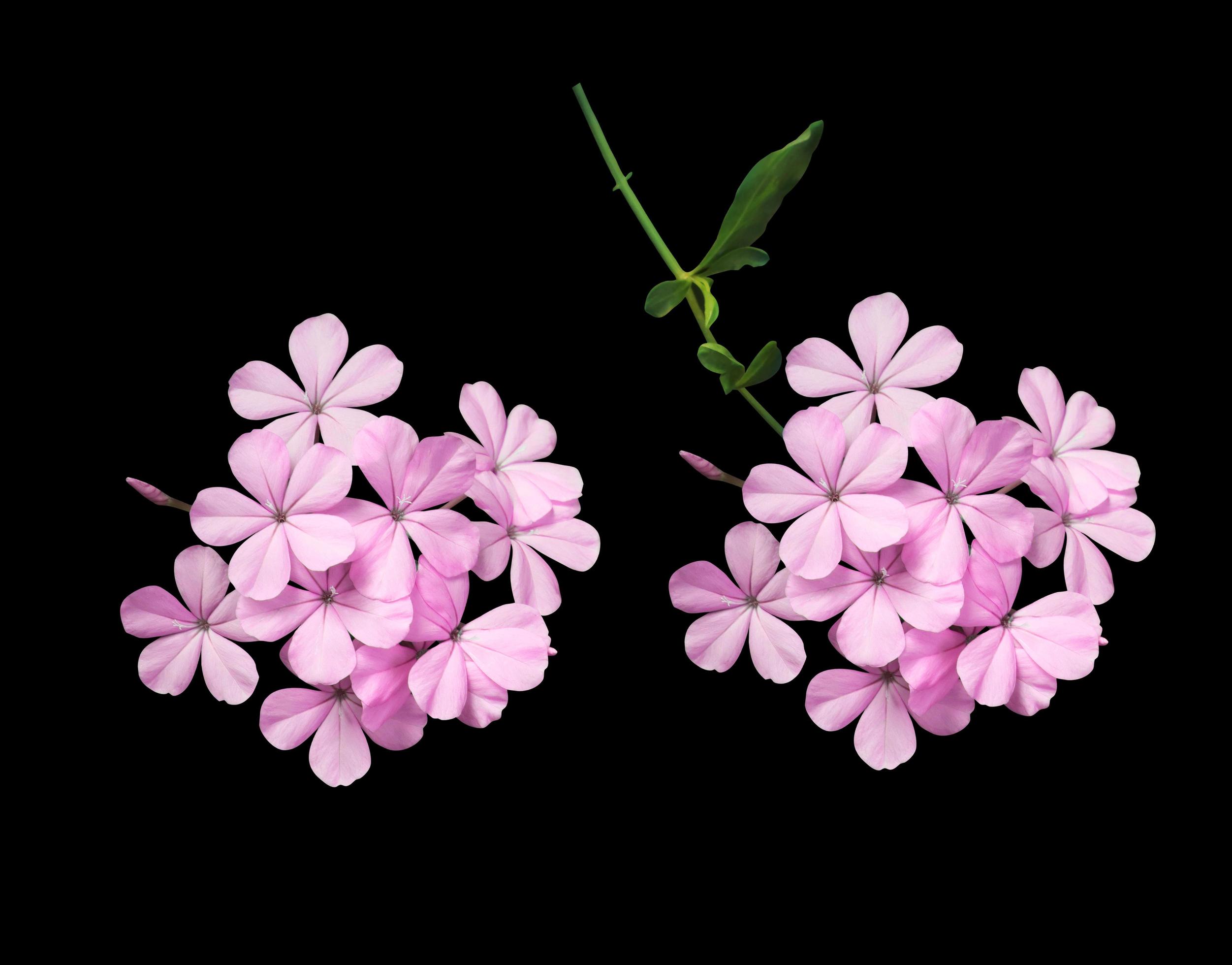 White plumbago or Cape leadwort flower. Collection of small pink-purple flower bouquet isolated on black background. Stock Free