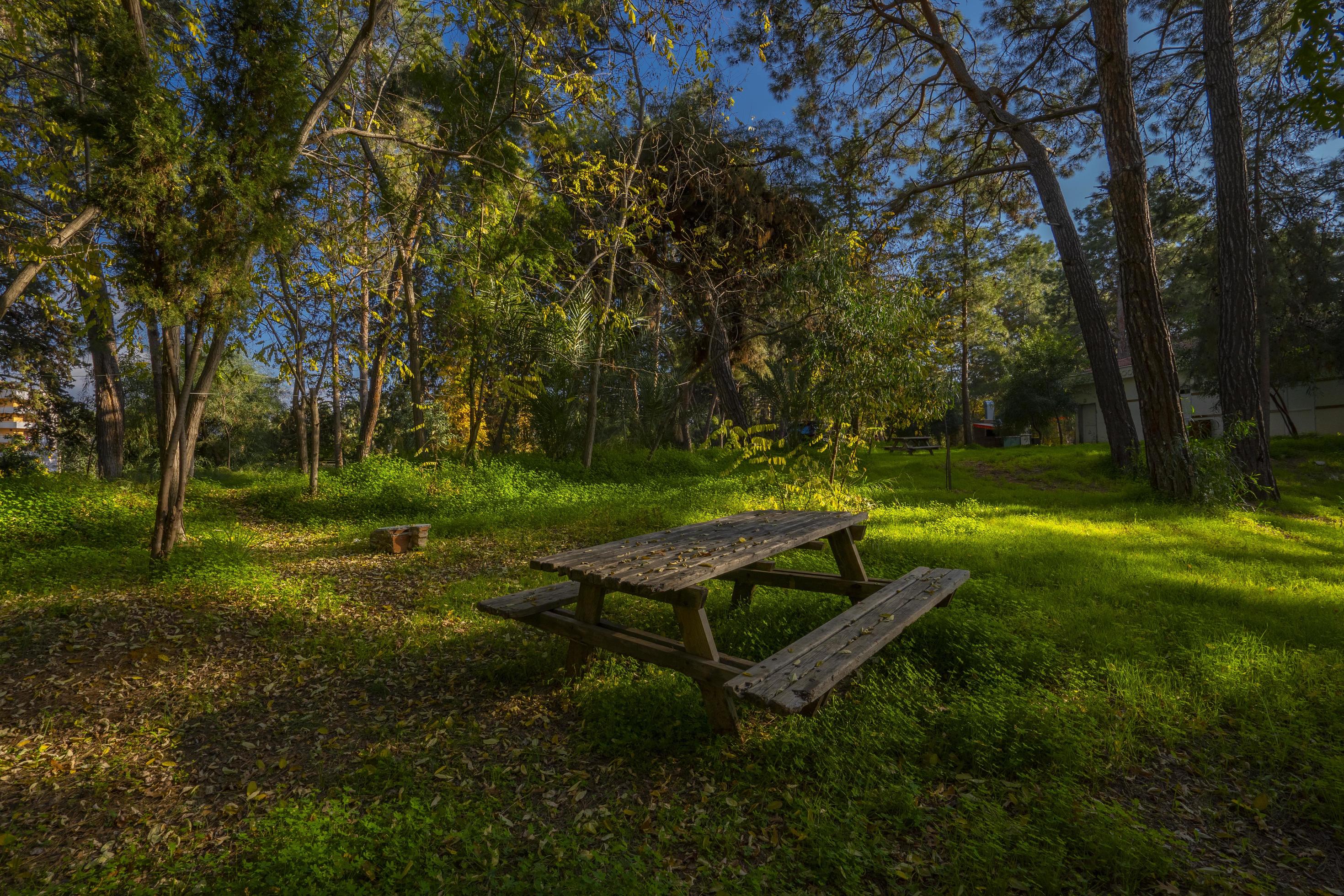 peaceful natural environment in the forest Stock Free