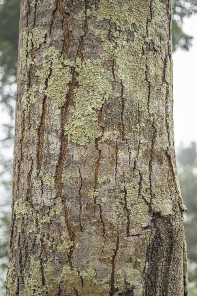 Texture and surface of tree trunk of local wood Indonesia. The photo is suitable to use for nature background and nature poster. Stock Free