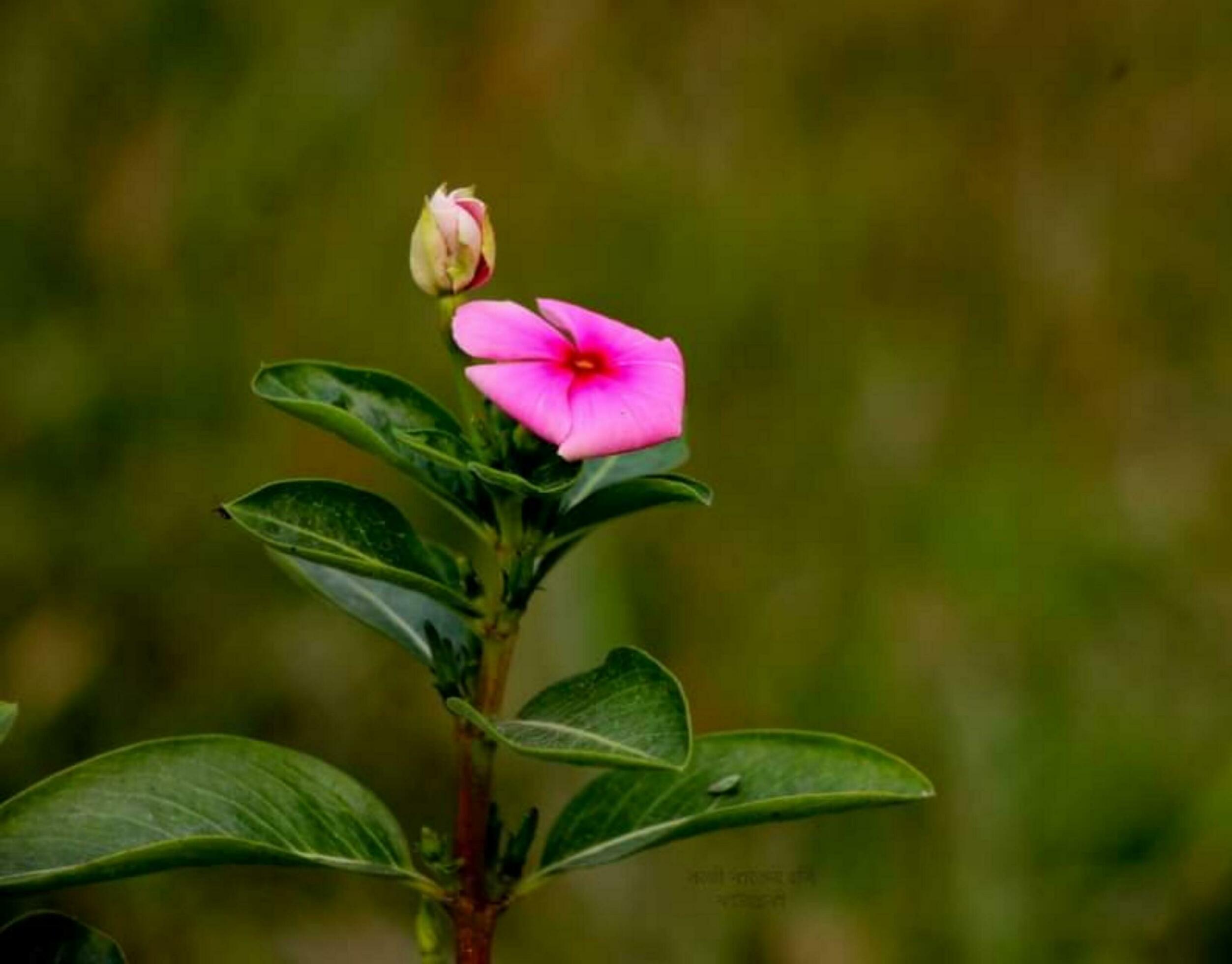 Beautiful blooming flower Stock Free