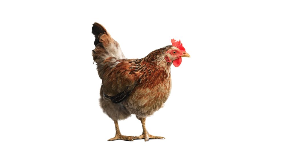 Portrait of a curious chicken, closeup, isolated on white background Stock Free