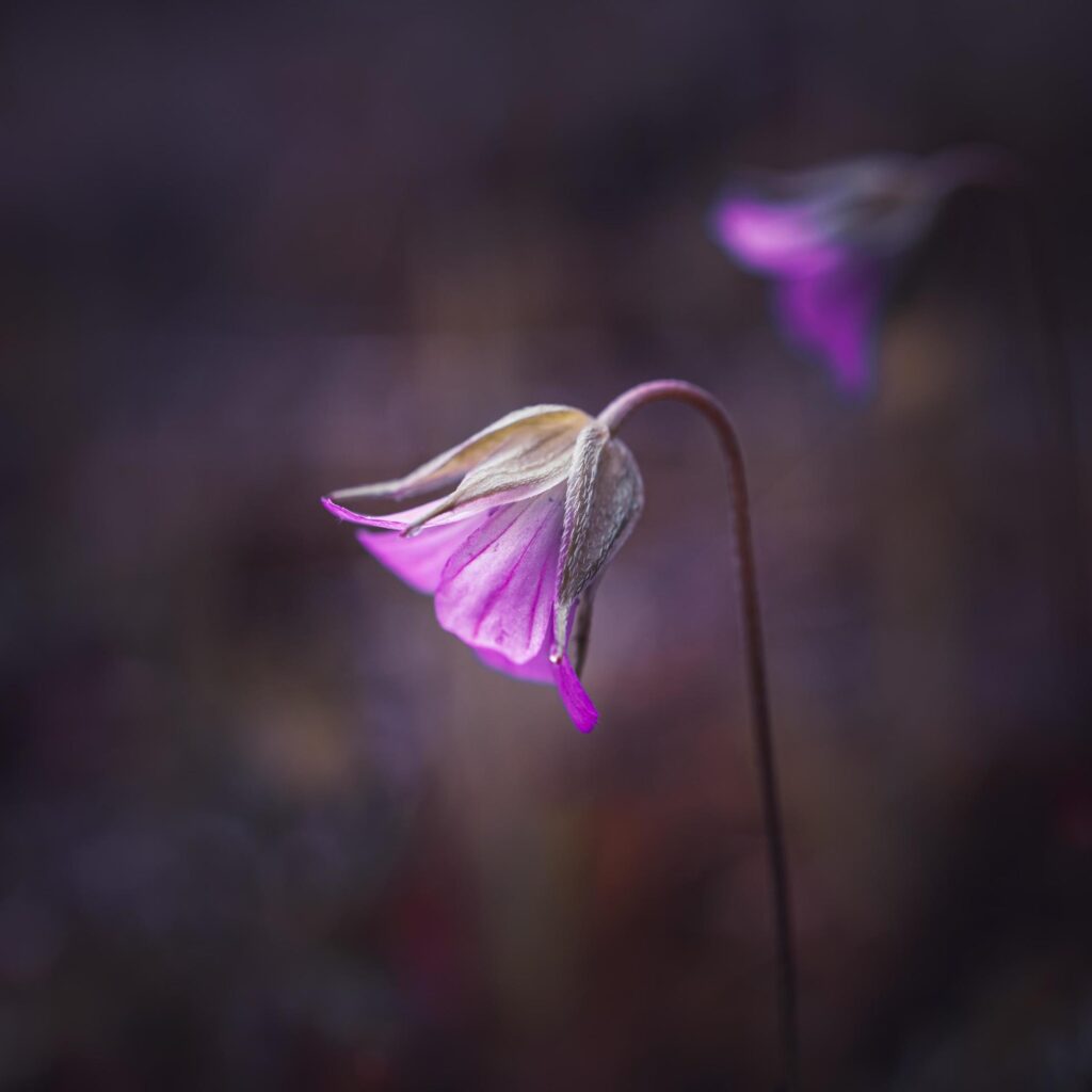 beautiful pink flower plant in the nature in springtime Stock Free