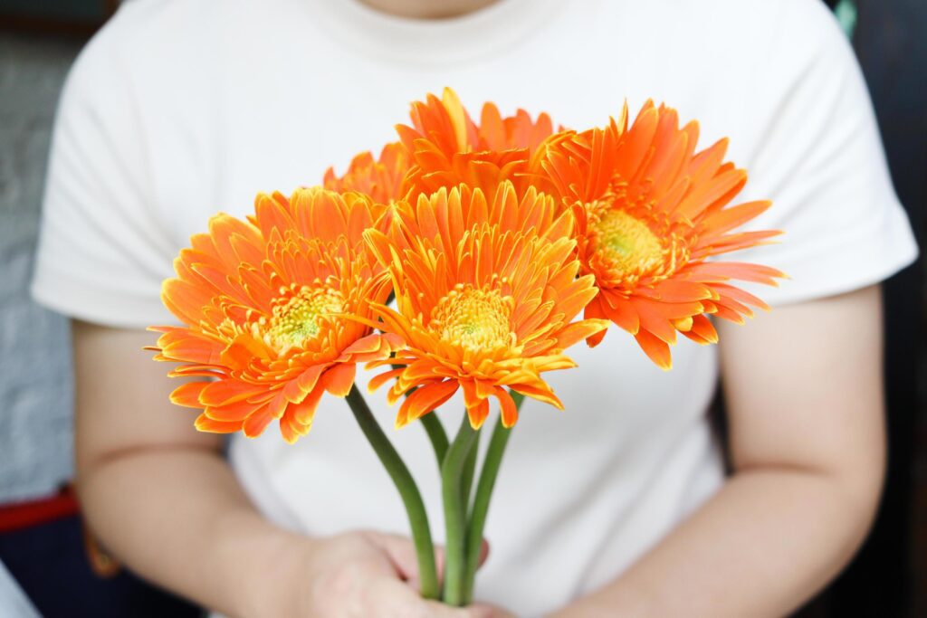 Beautiful orange gerbera daisy bouquet in hand, spring summer flower blooming. Stock Free