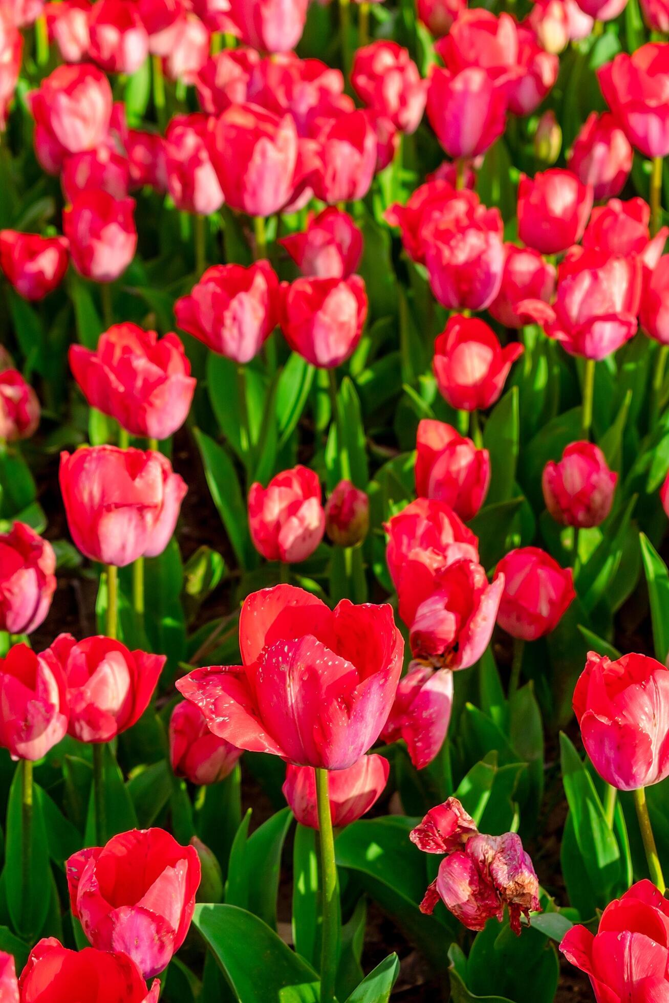 Background of many bright pink tulips. Floral background from a carpet of bright pink tulips. Stock Free