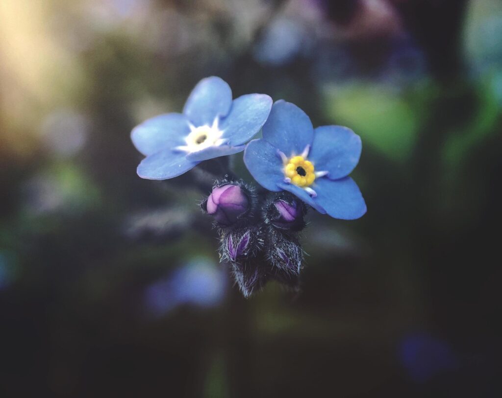 Blue petal flowers lit by sunlight Stock Free