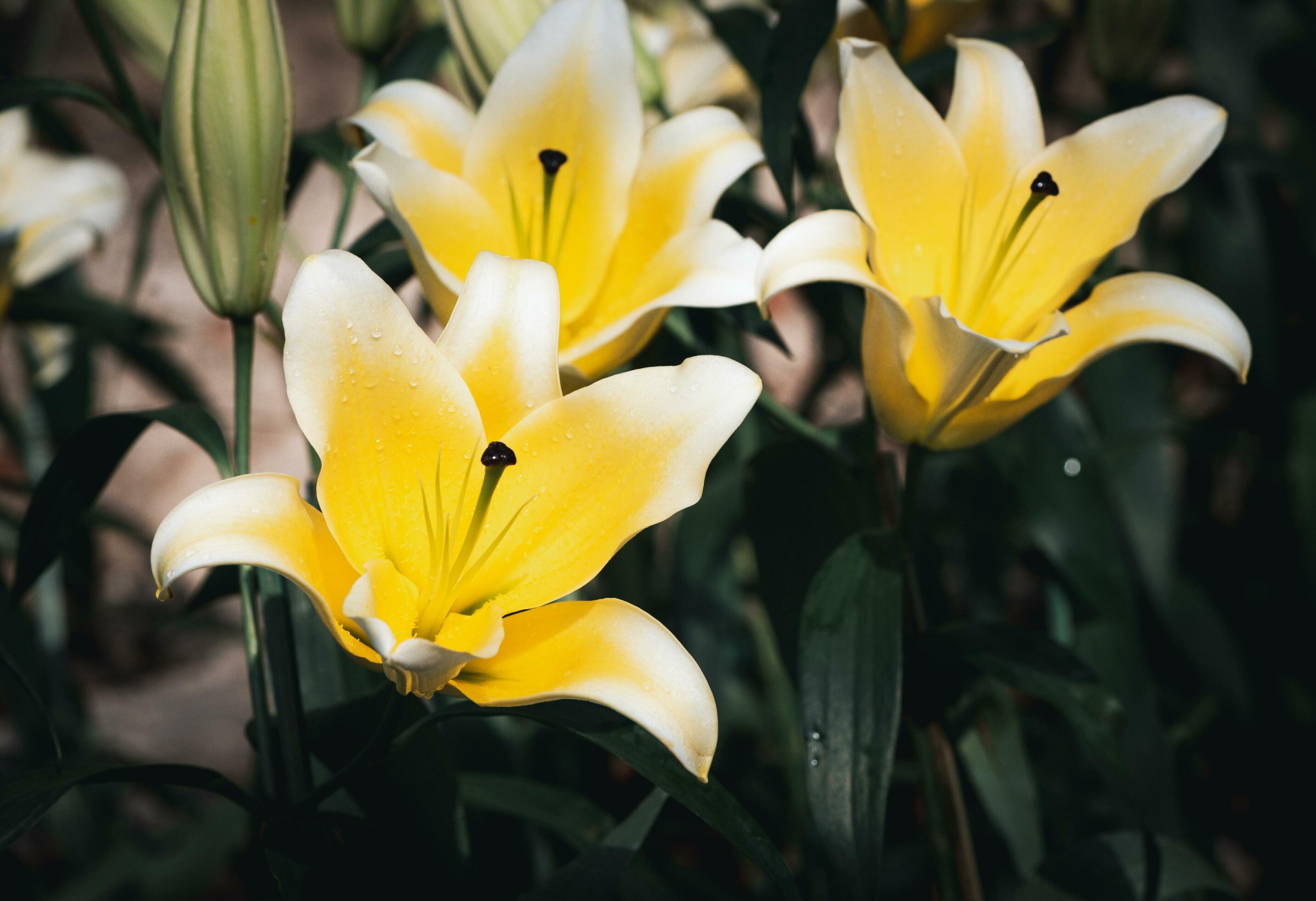 Beautiful yellow and white lily flower in garden, flower background Stock Free