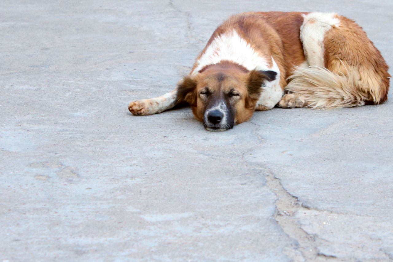 Dog Sleeping On The Road Stock Free