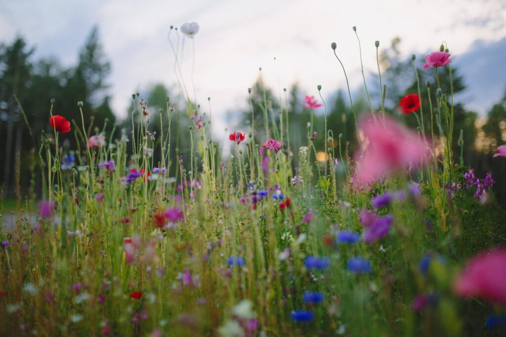 Blue and red flowers under cloudy sky during daytime Stock Free