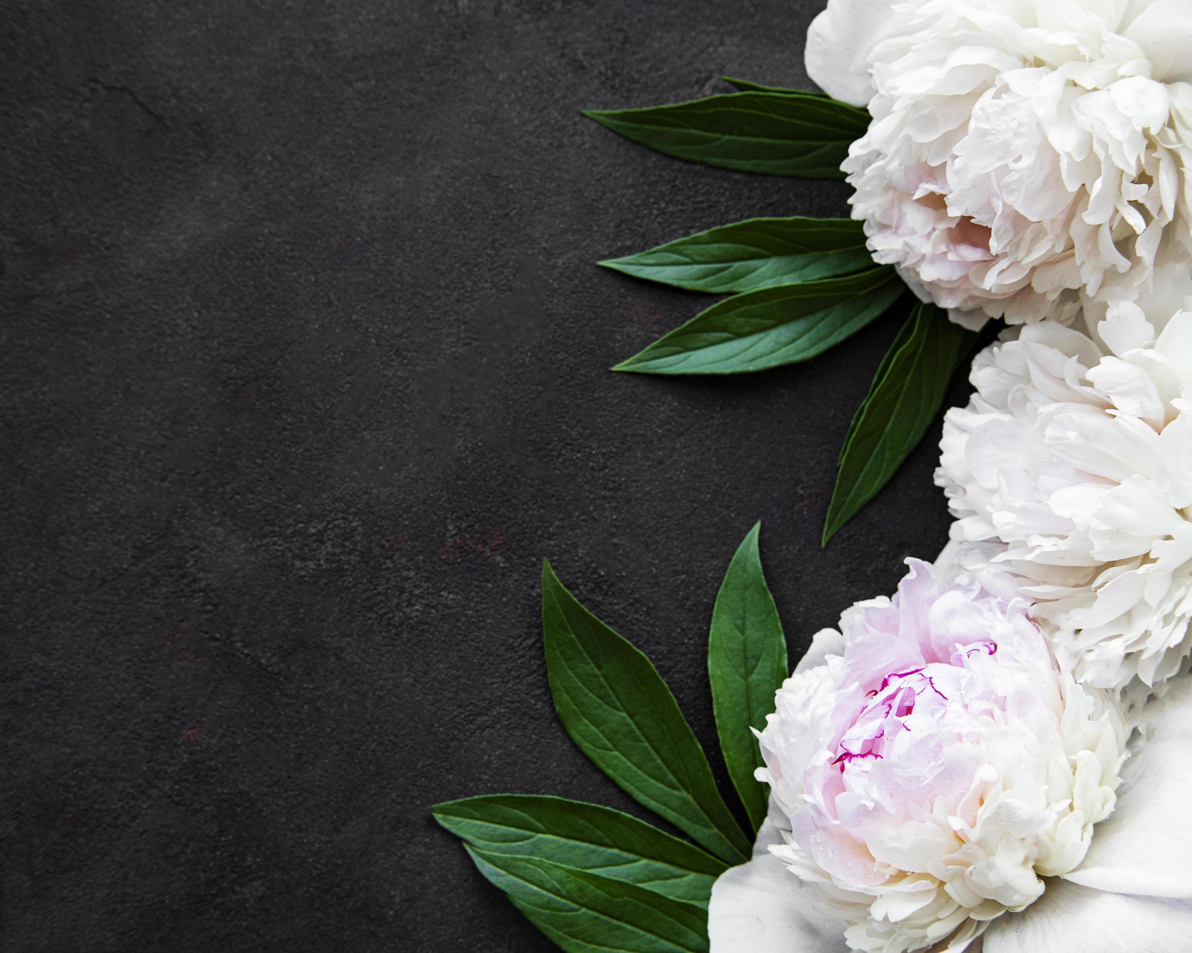 Peony flowers on a black background Stock Free