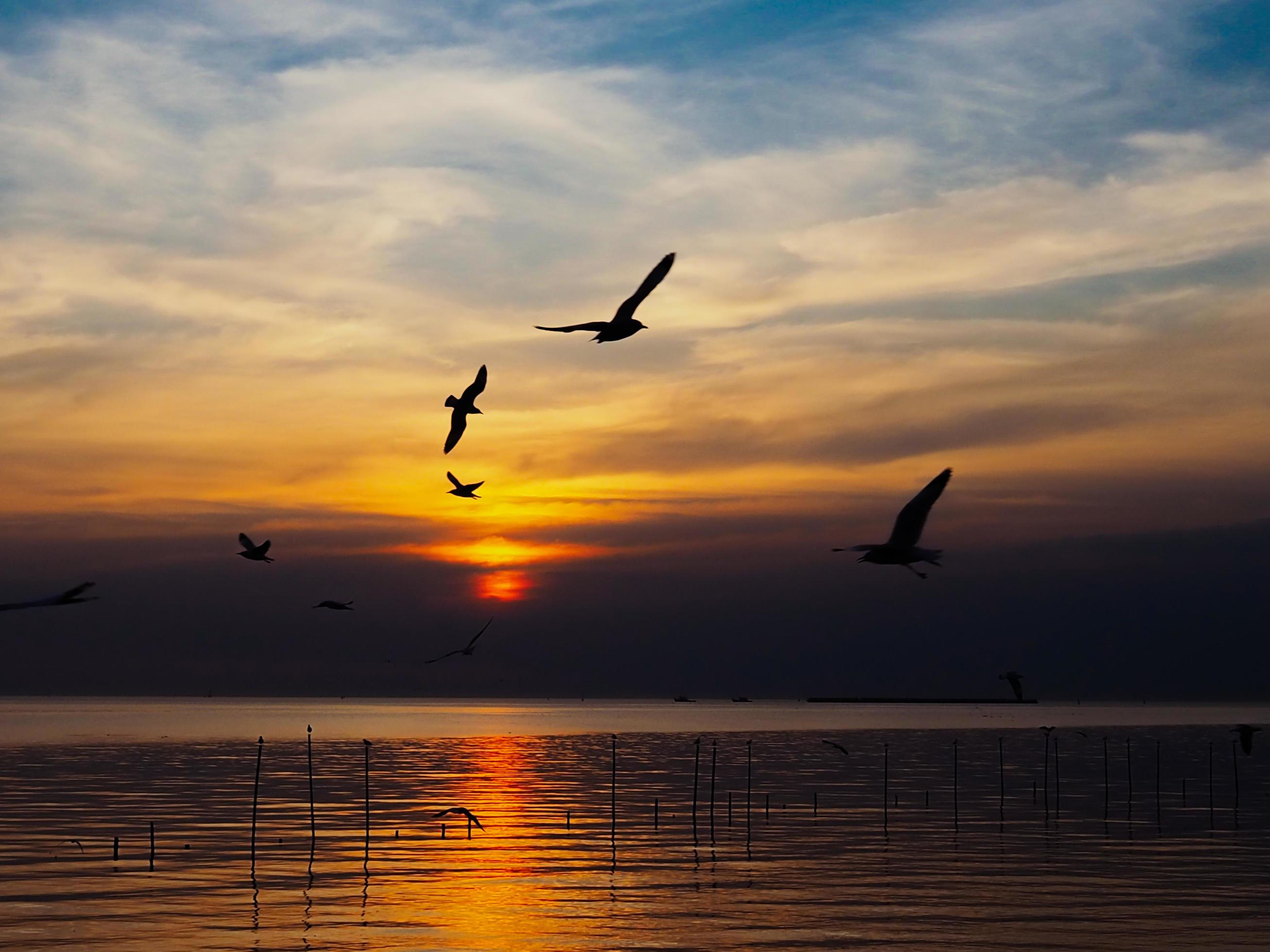 Flock of birds flies above the sea surface. Bird flying back to nest in natural sea and golden sky background during beautiful sunset. Stock Free