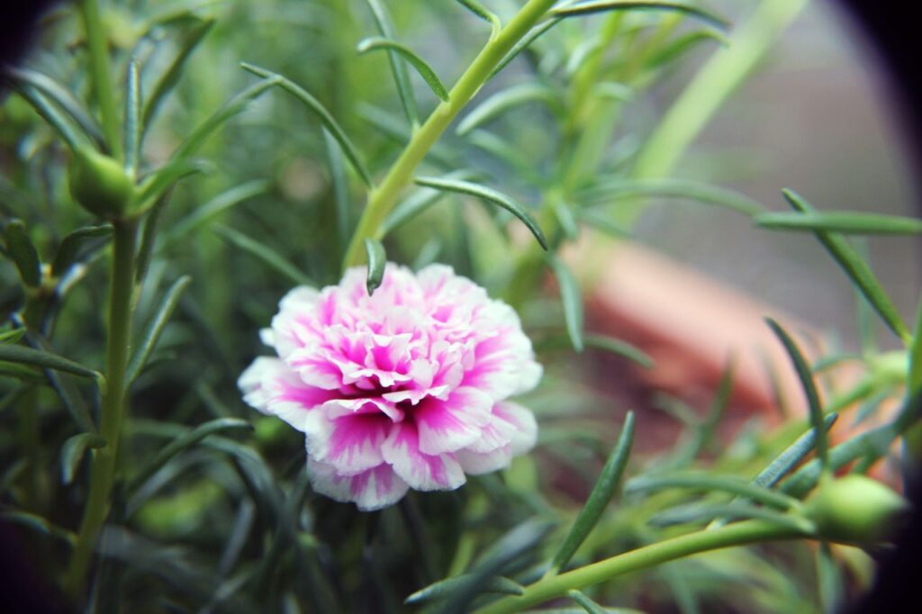 Pink White Carnation In Garden Stock Free