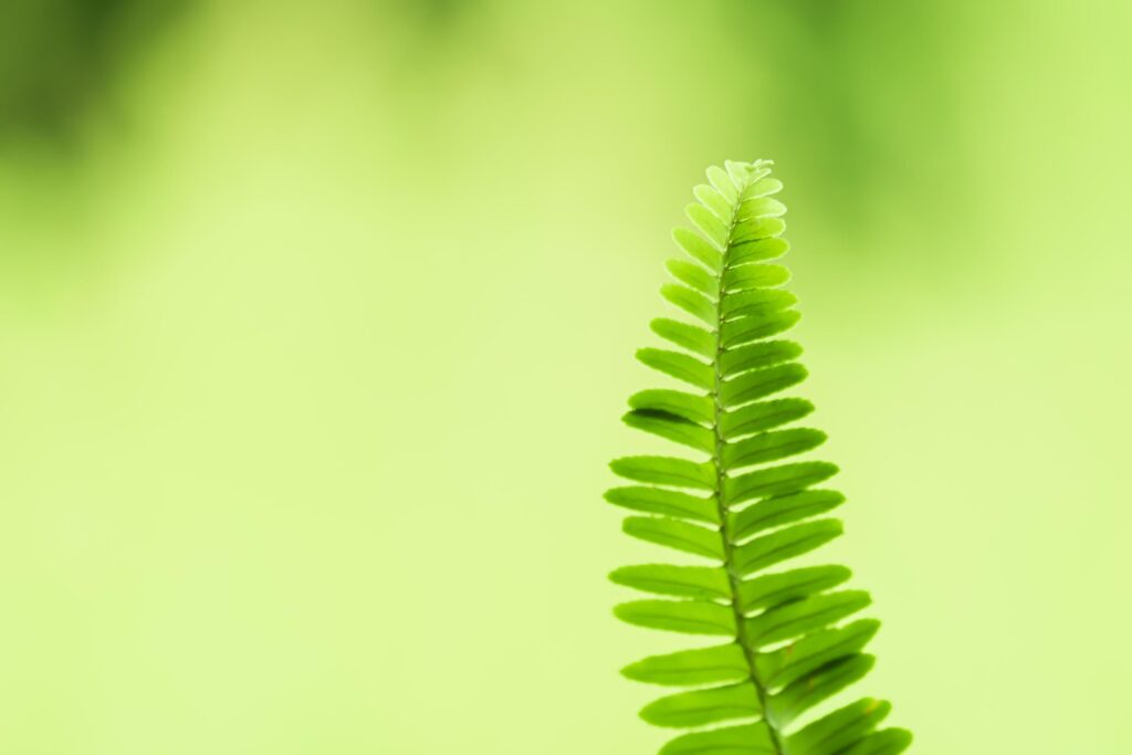 blurred of ferns leaves green foliage natural green background in sunlight. Stock Free