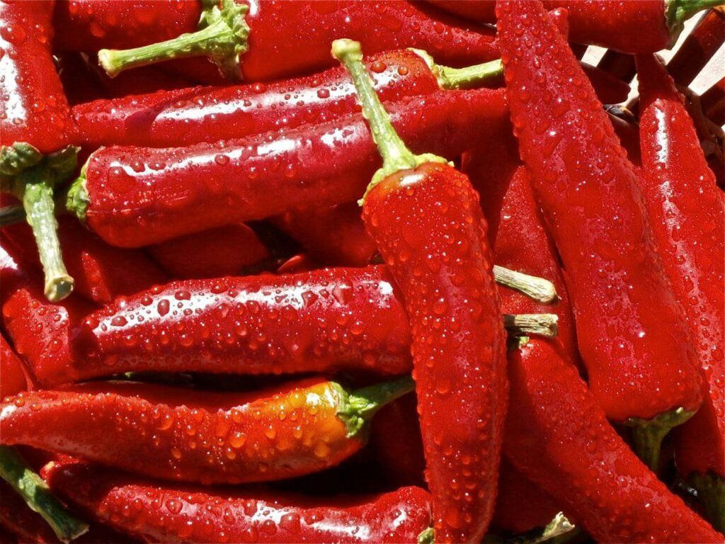 Chili peppers Stock Free