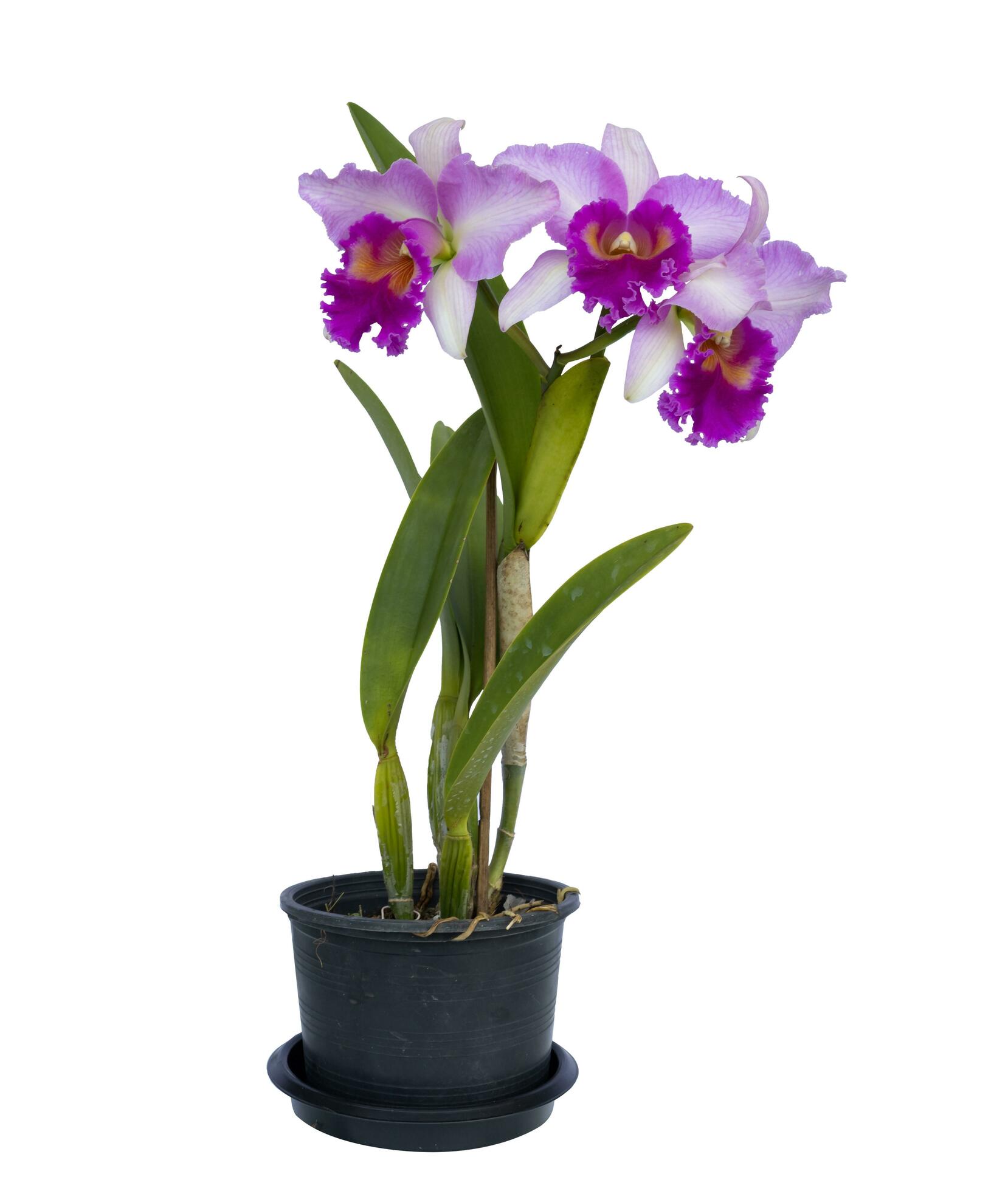 Pink cattleya orchid plant with full bloom flower in pot isolated on white background for decoration and design usage Stock Free