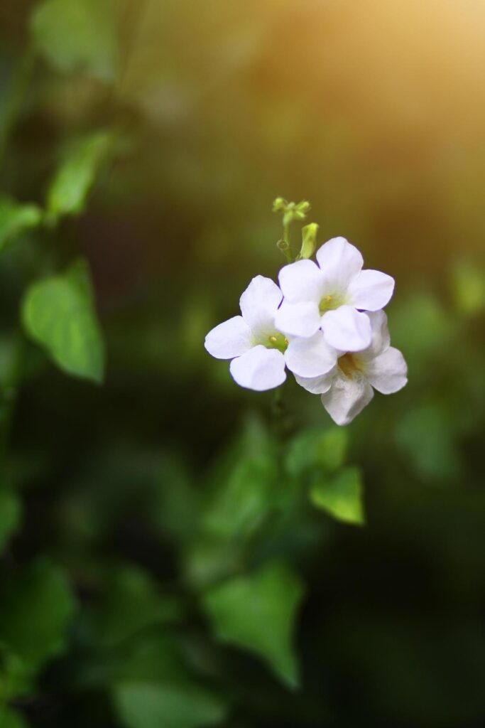 Beautiful white flowers with sunlight in nature background Stock Free