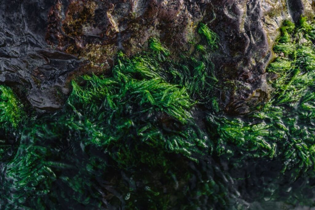 Seaweed covering a rocky beach Stock Free