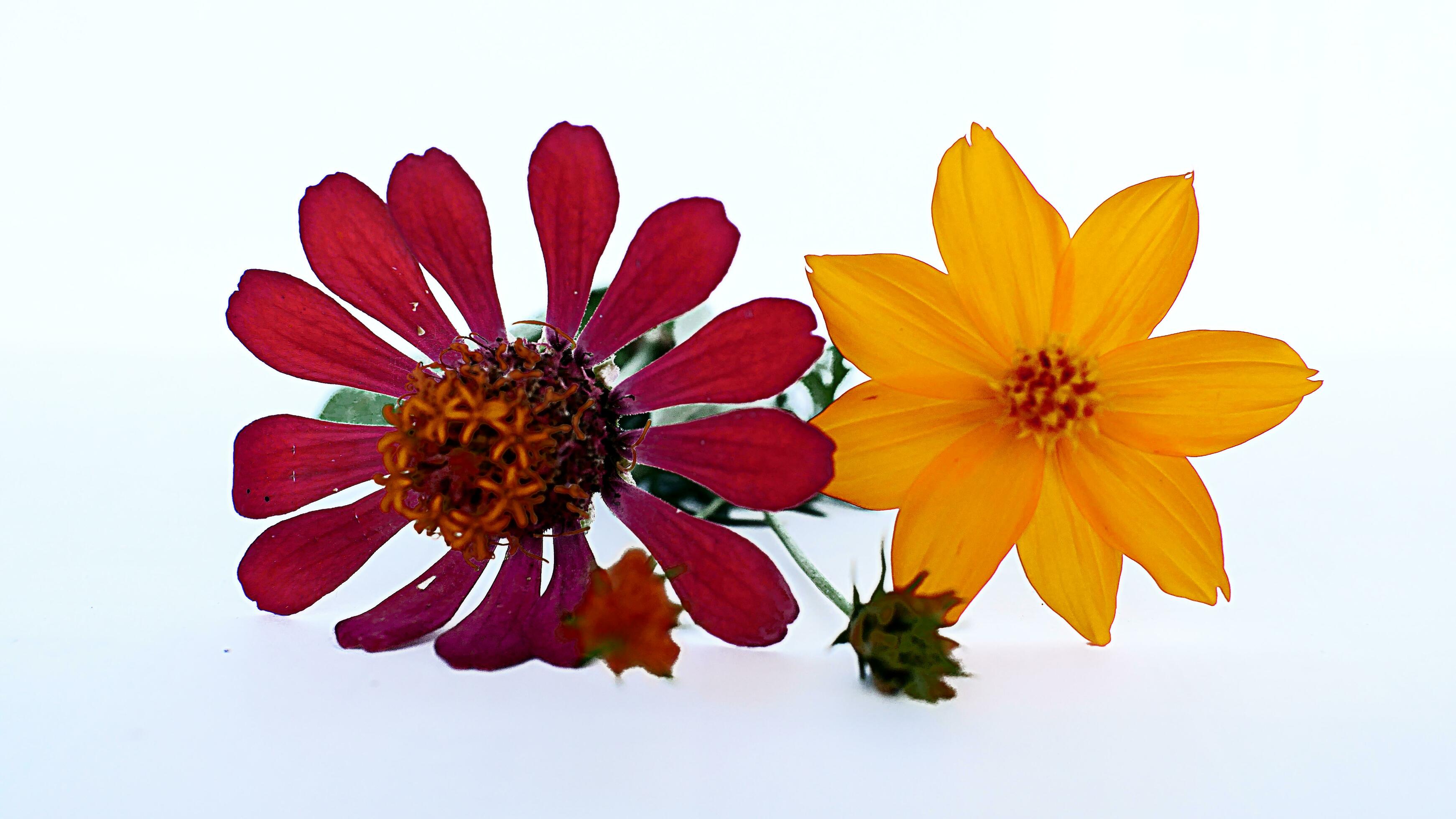 Beautiful flower on a white background Stock Free