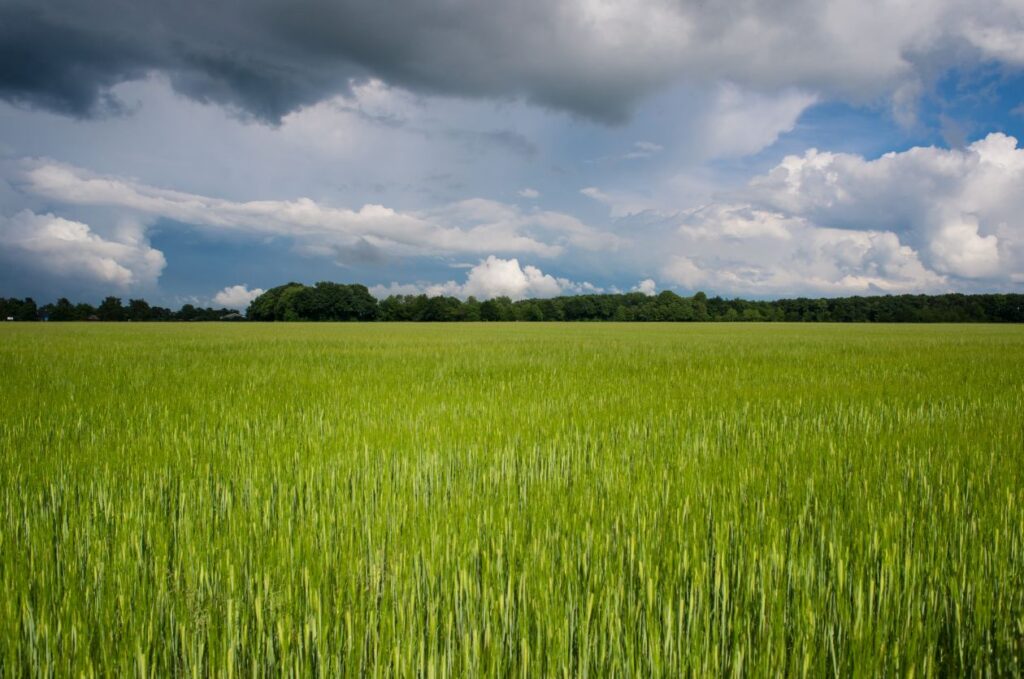 Young wheat Stock Free